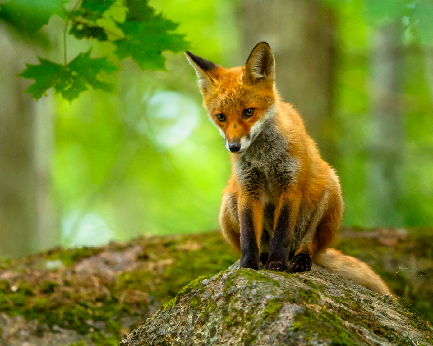 Red Fox
