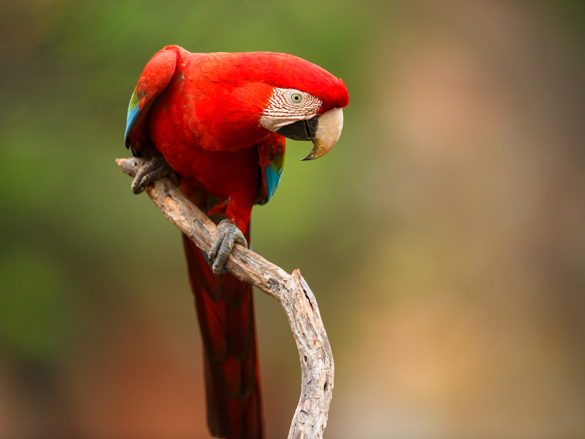 Red-and-Green Macaw