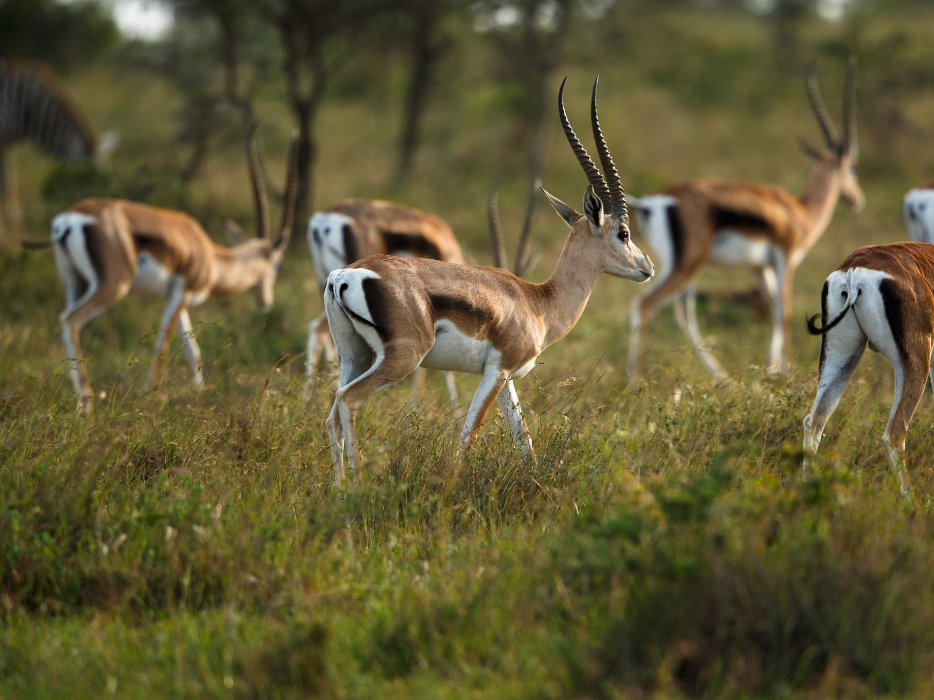 Thomsons Gazelle in Masai Mara 2014