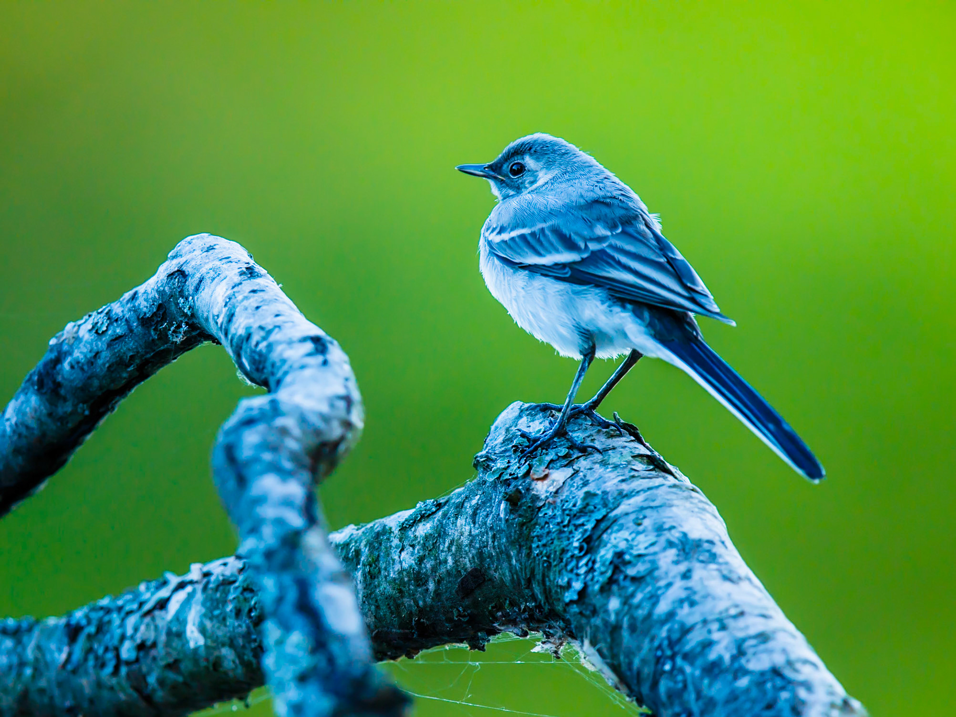 Wagtail