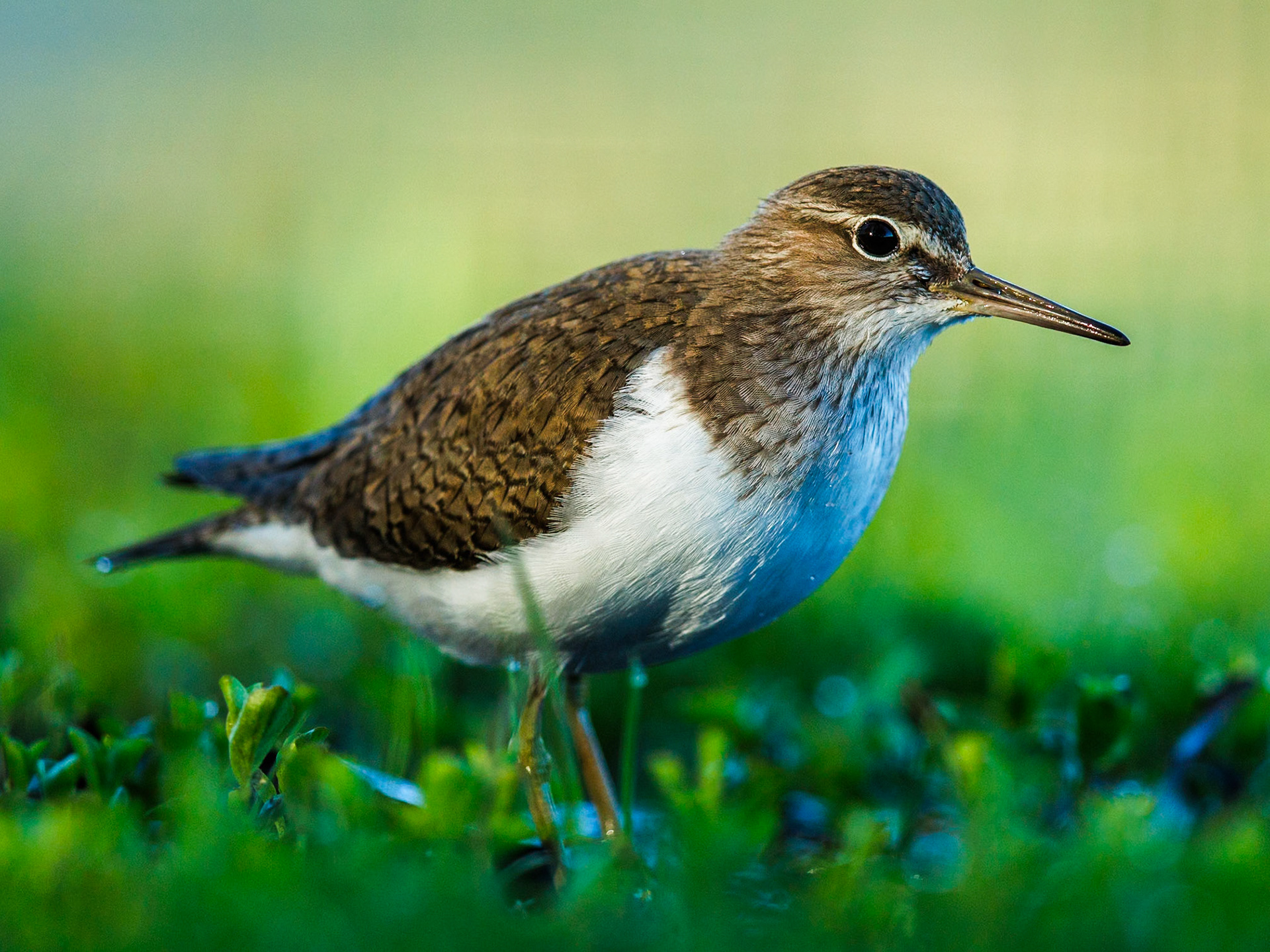 Common sandpiper