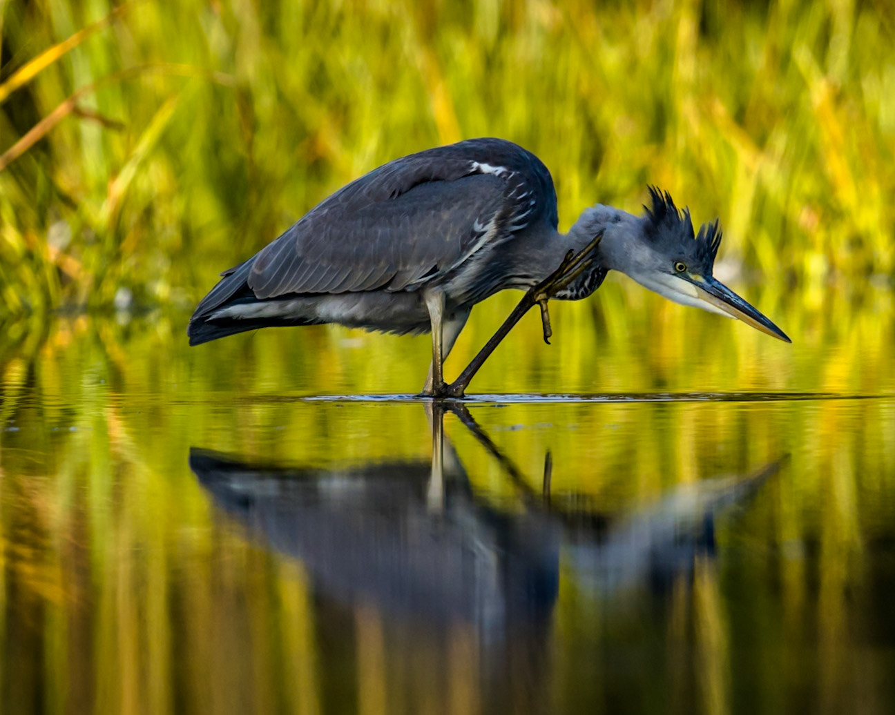 Grey Heron