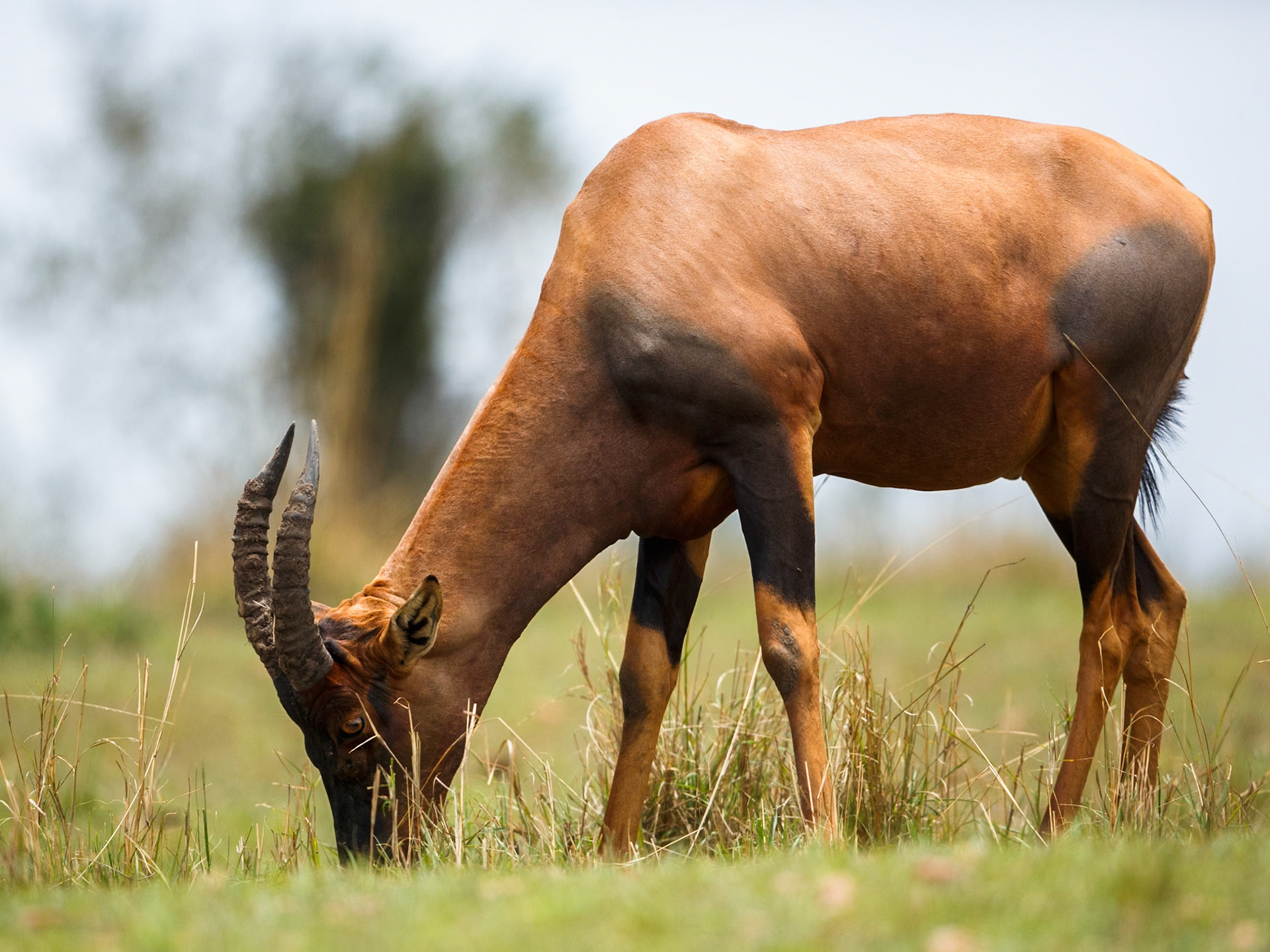 Topi in Masai Mara 2014