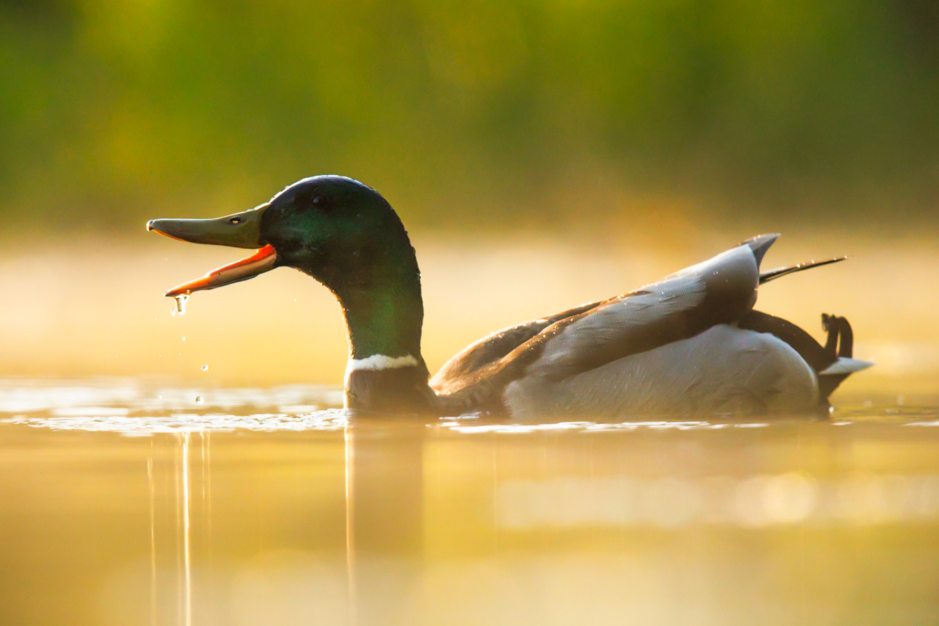 Mallard