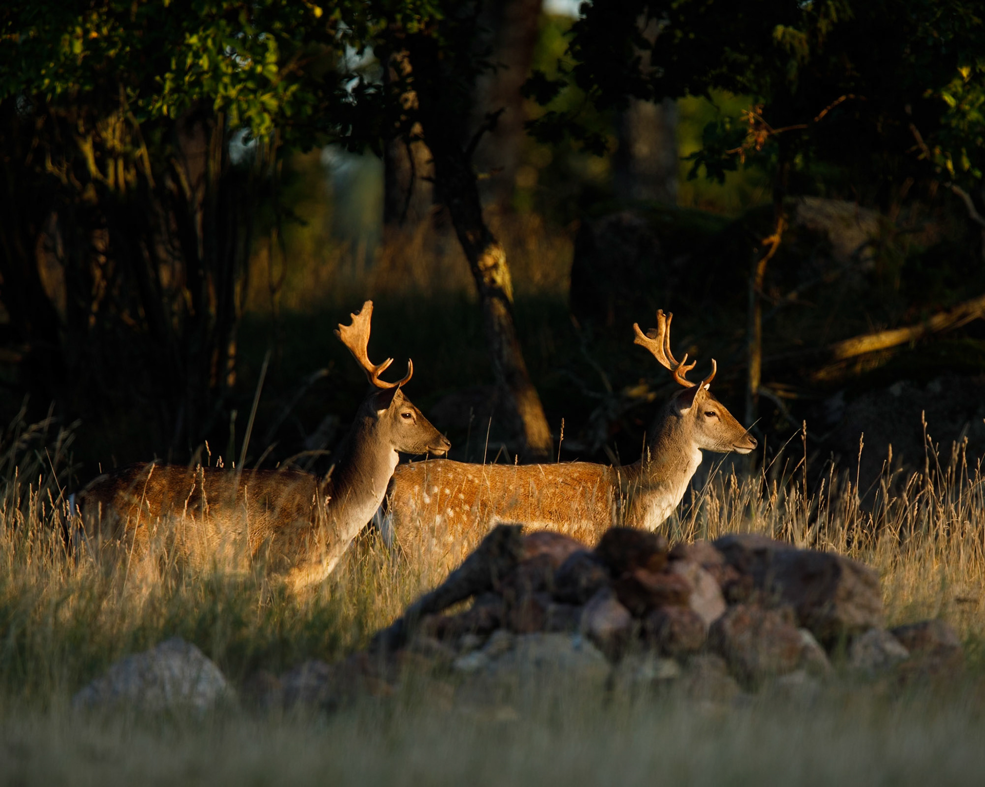 Fallow Deer