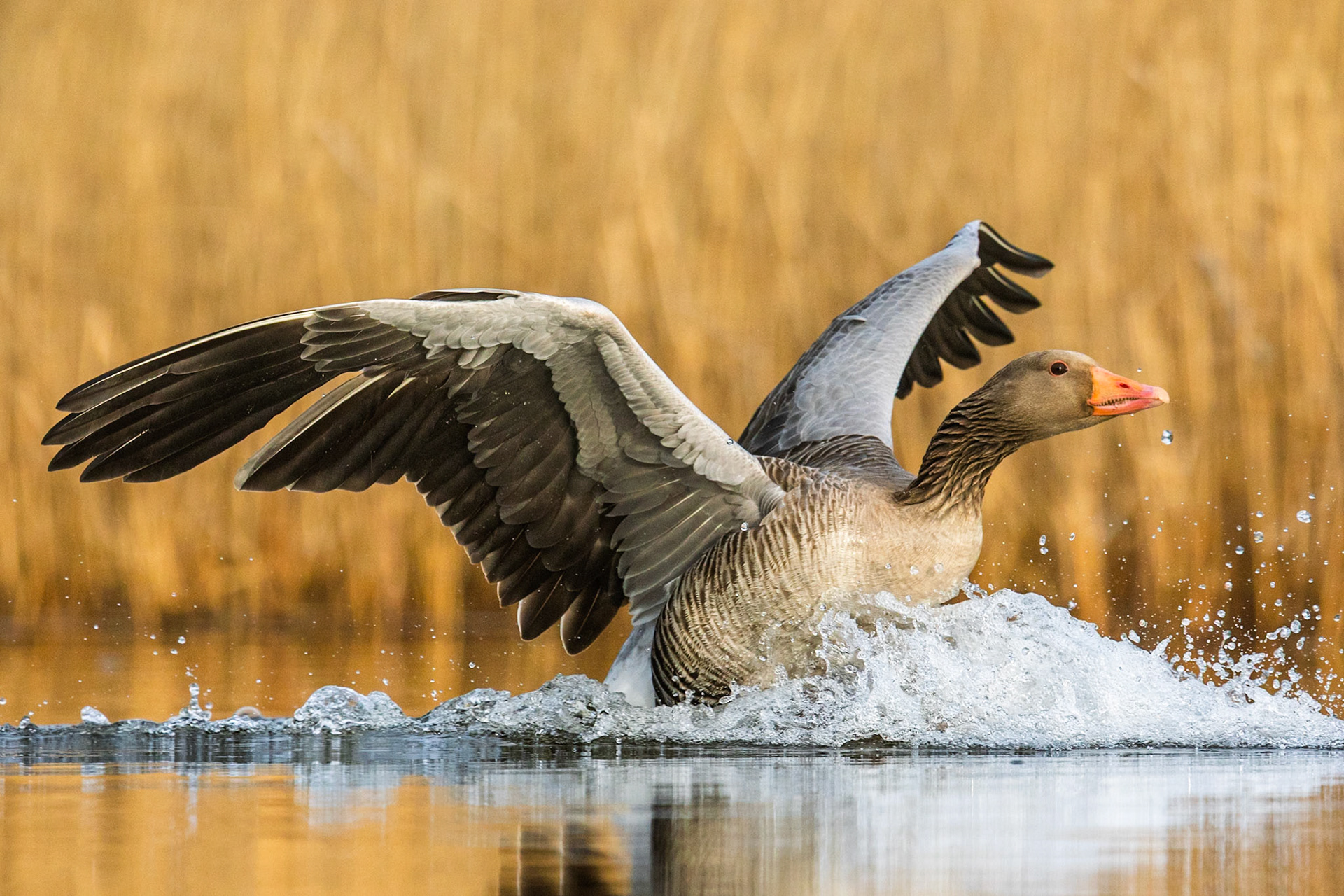 Greylag Goose