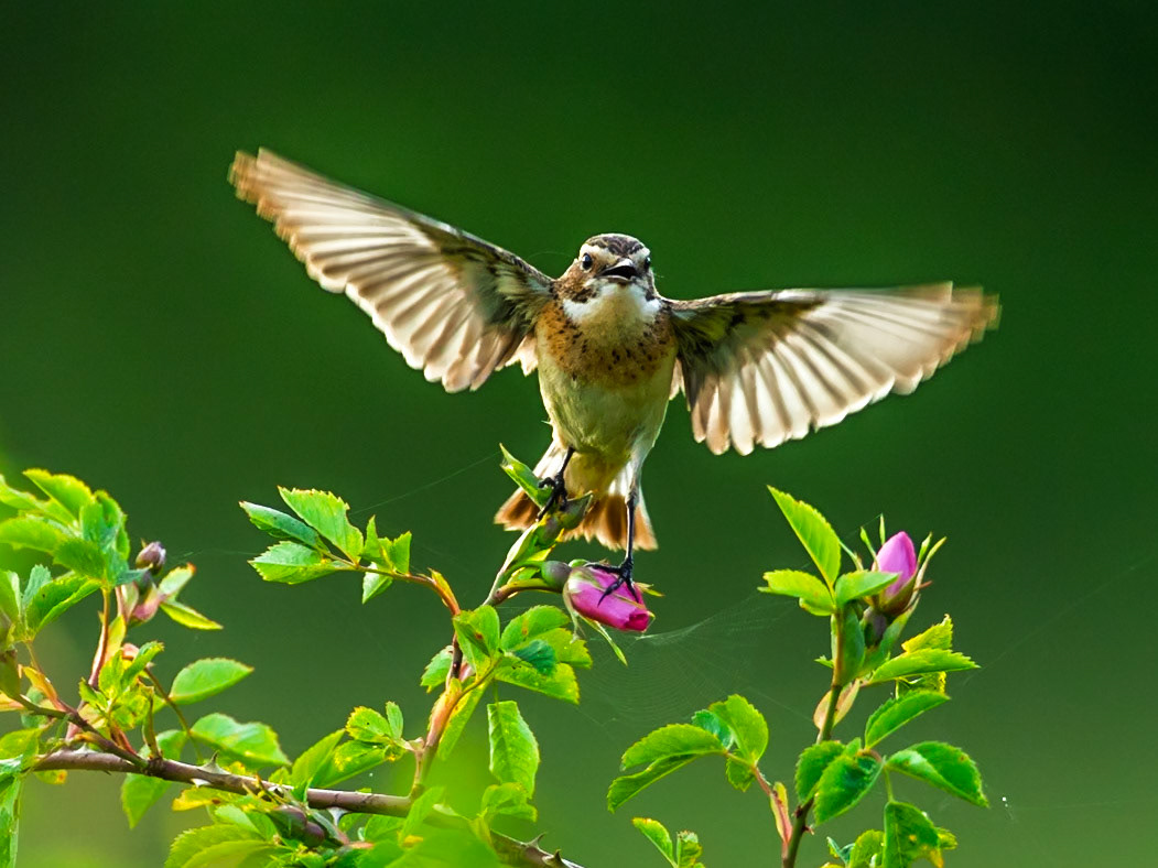 Bush Warbler