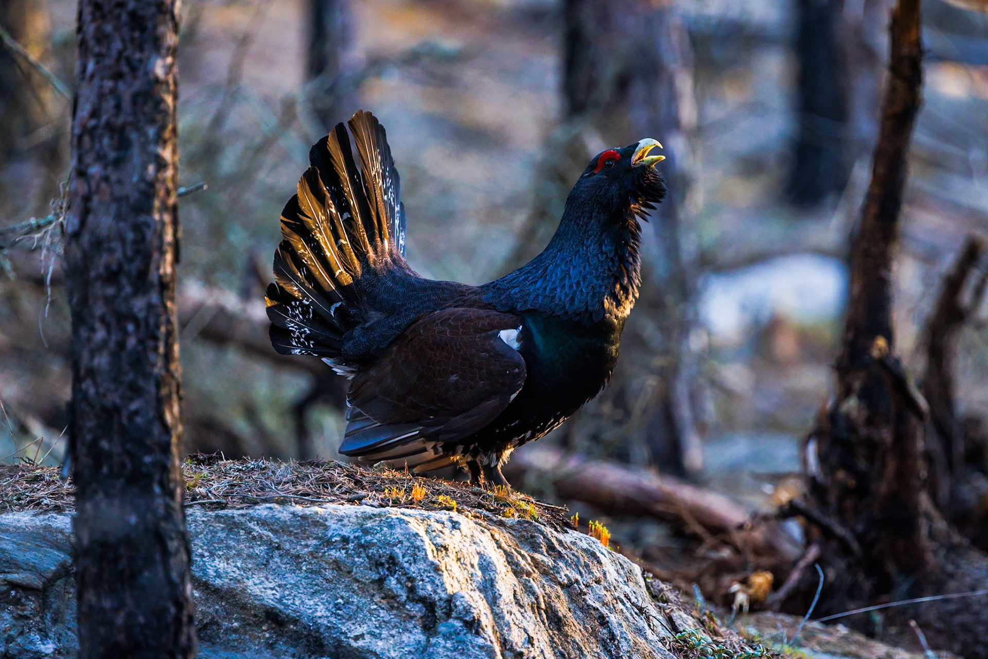 Western Capercaillie