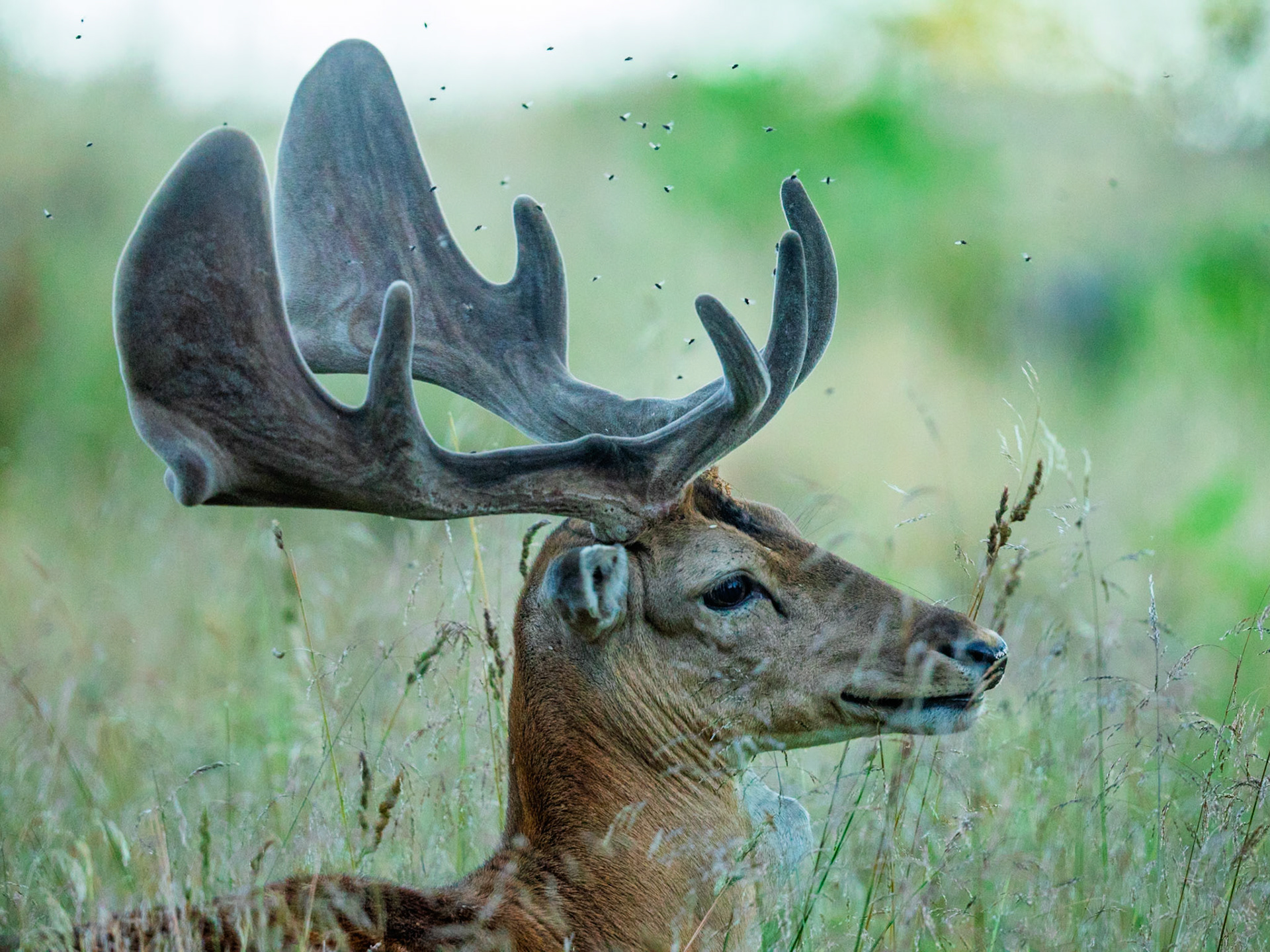 Fallow Deer