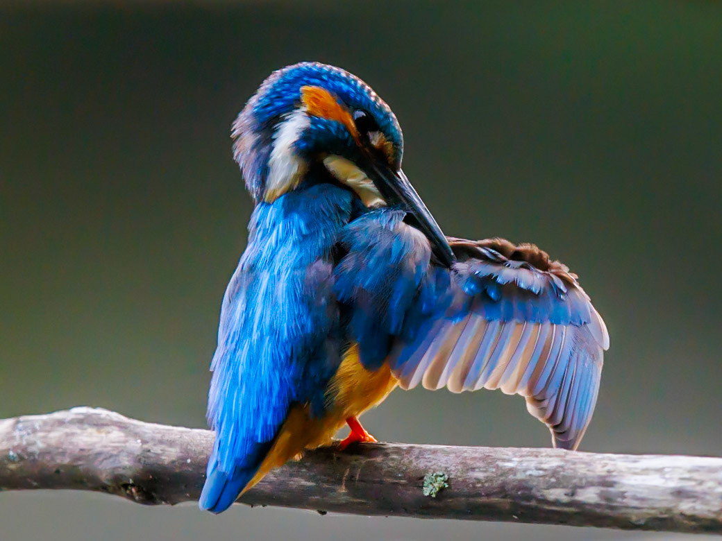 Common Kingfisher