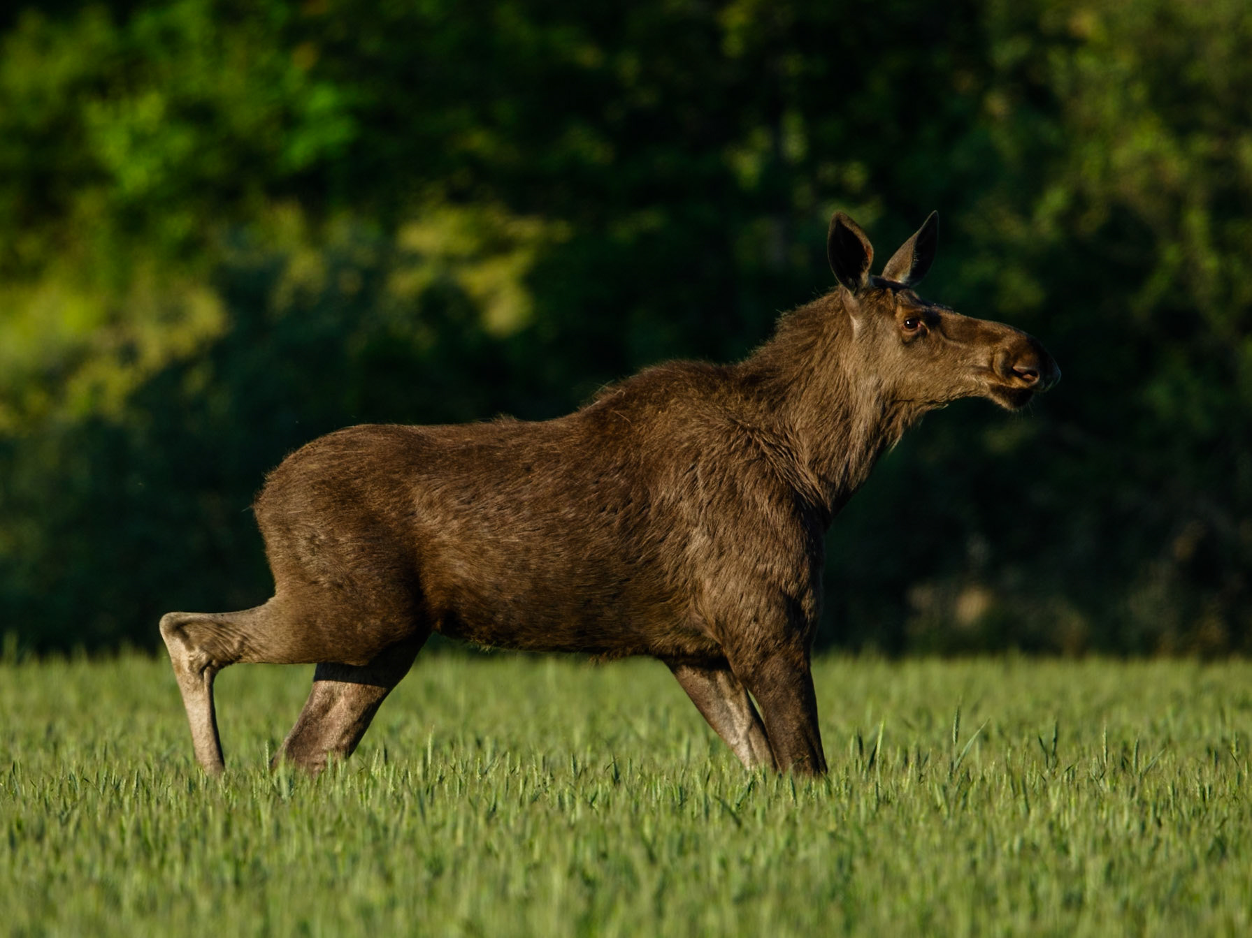 Moose