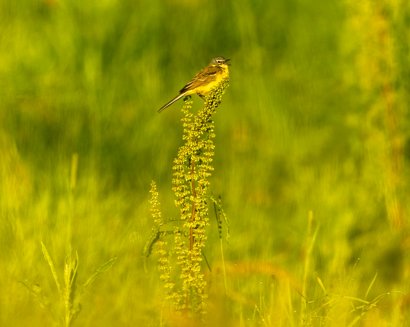 Yellow Wagtail