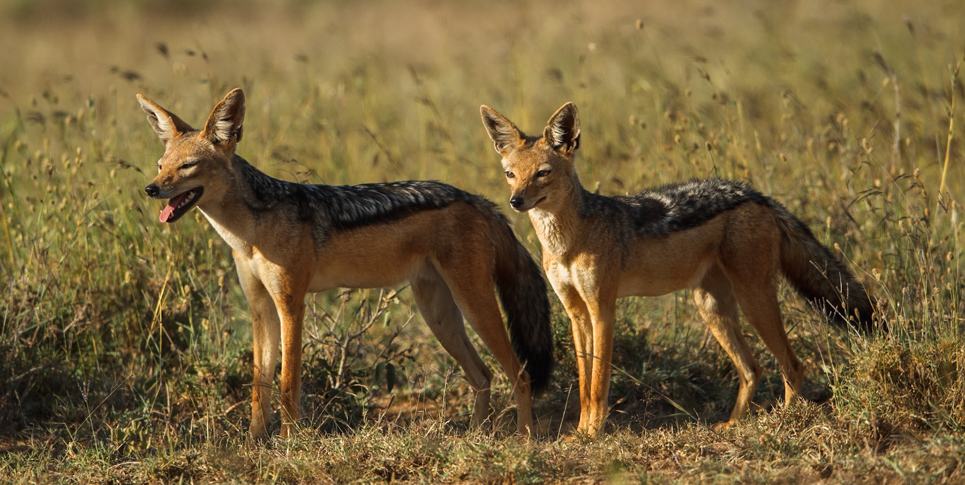 Black-Backed Jackal