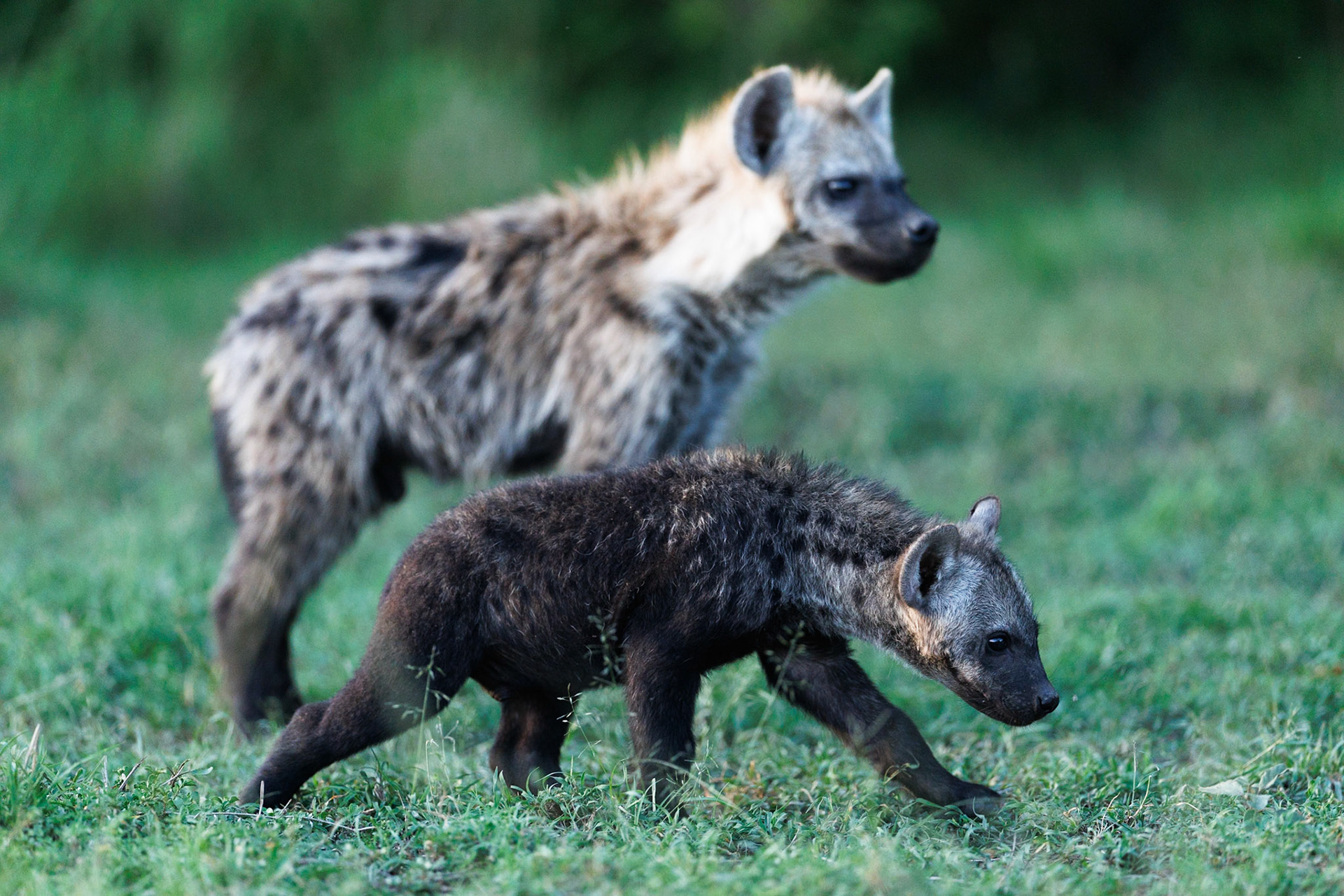 Spotted hyena in Masai Mara 2026