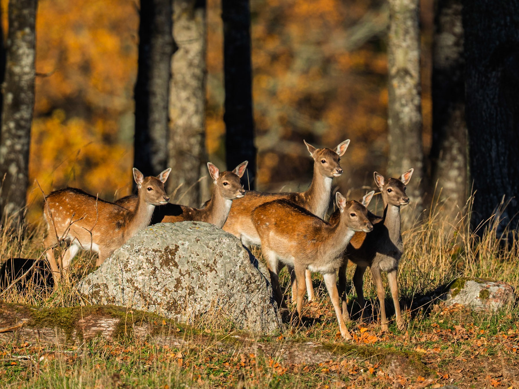 Fallow Deer