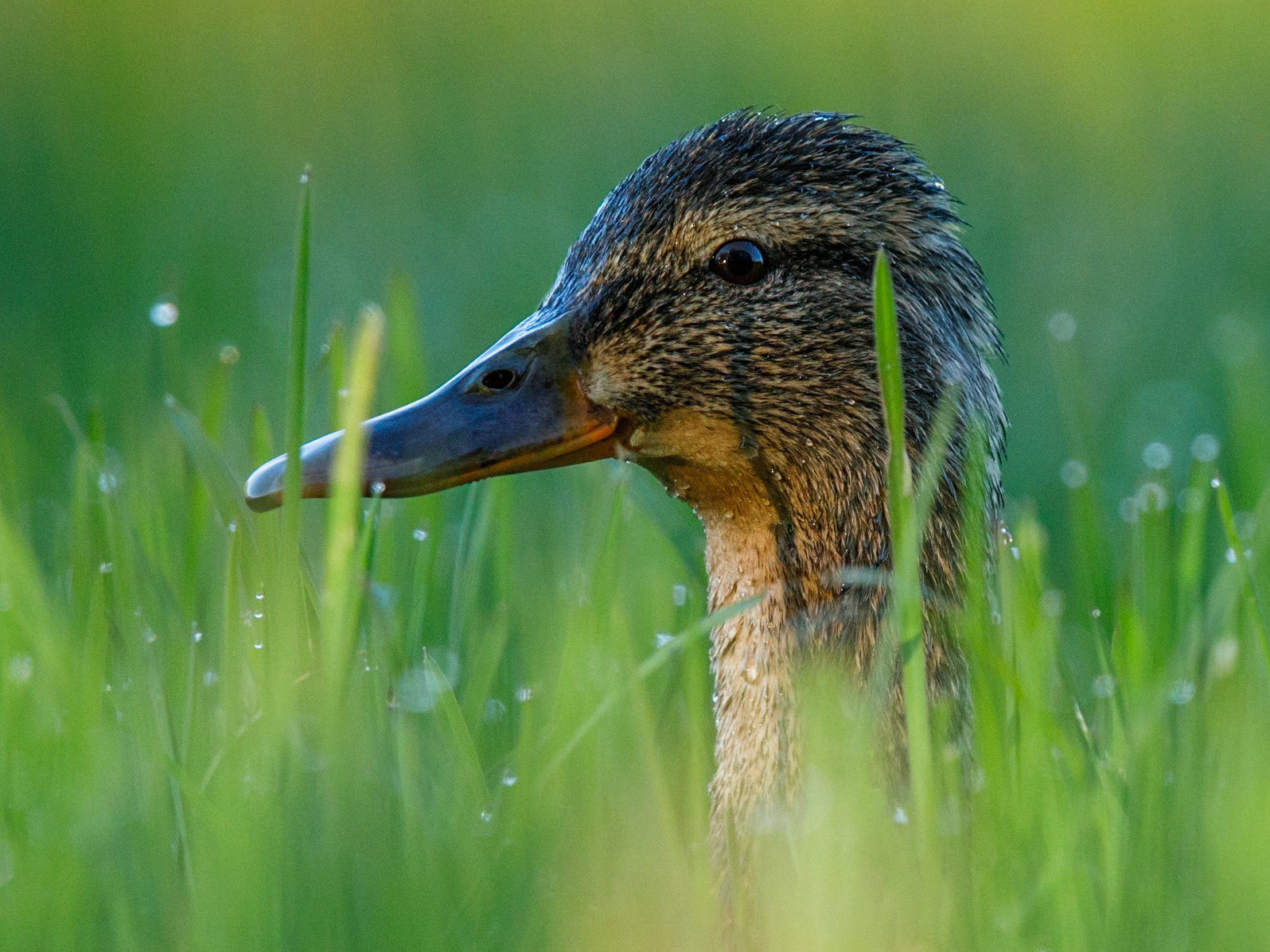Mallard