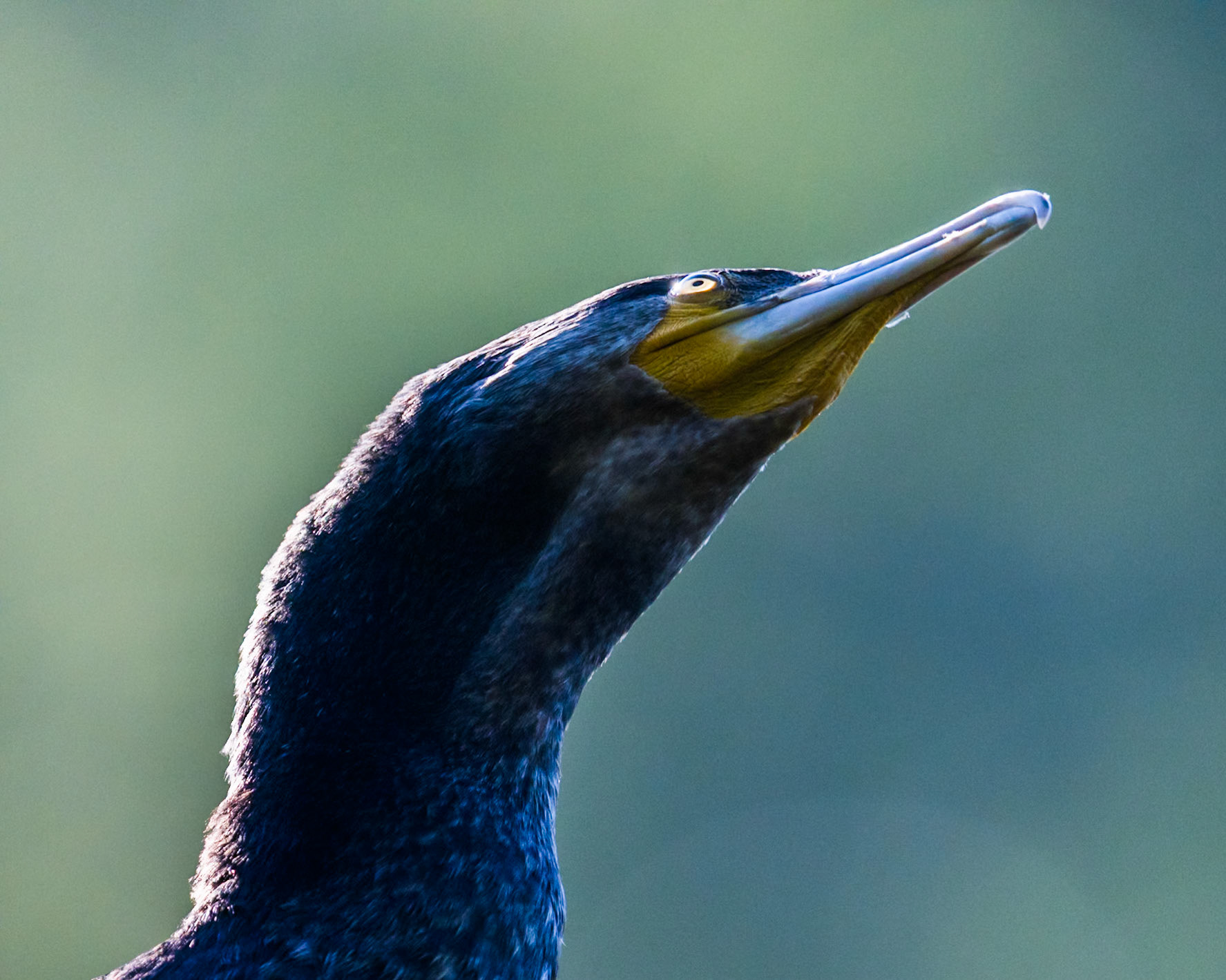 Great Cormorant