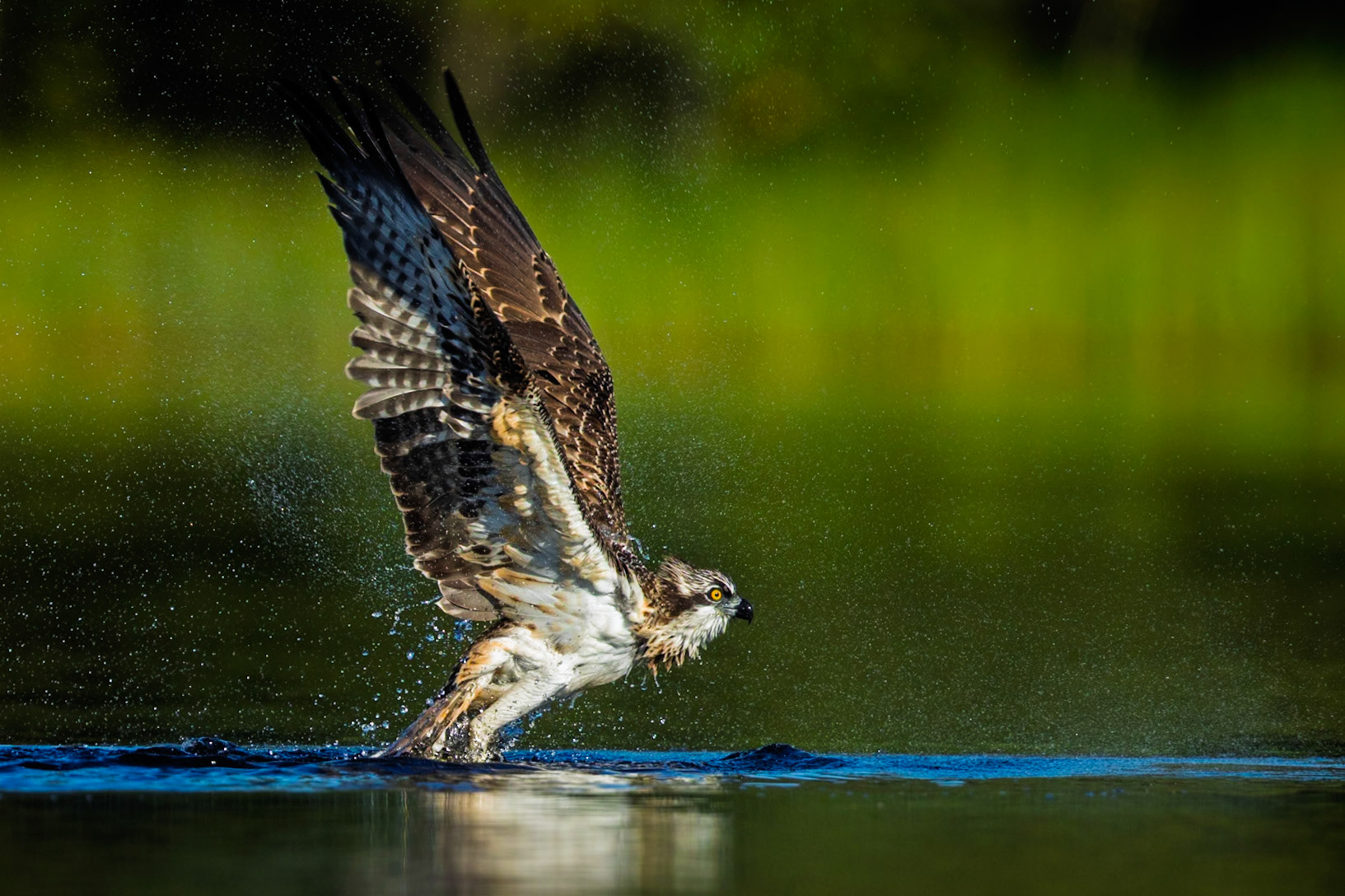 Osprey