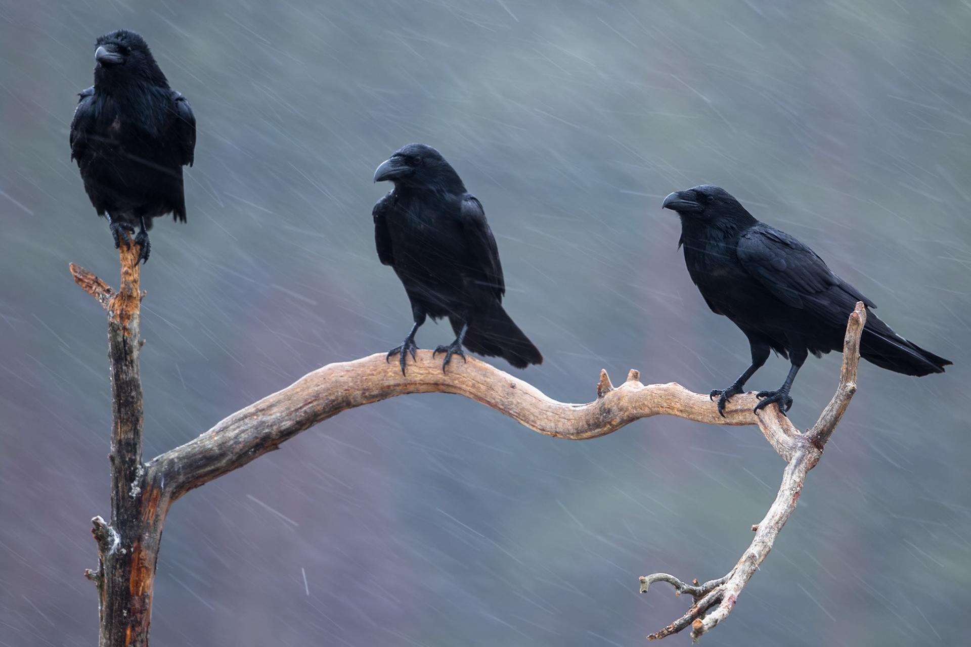 Raven