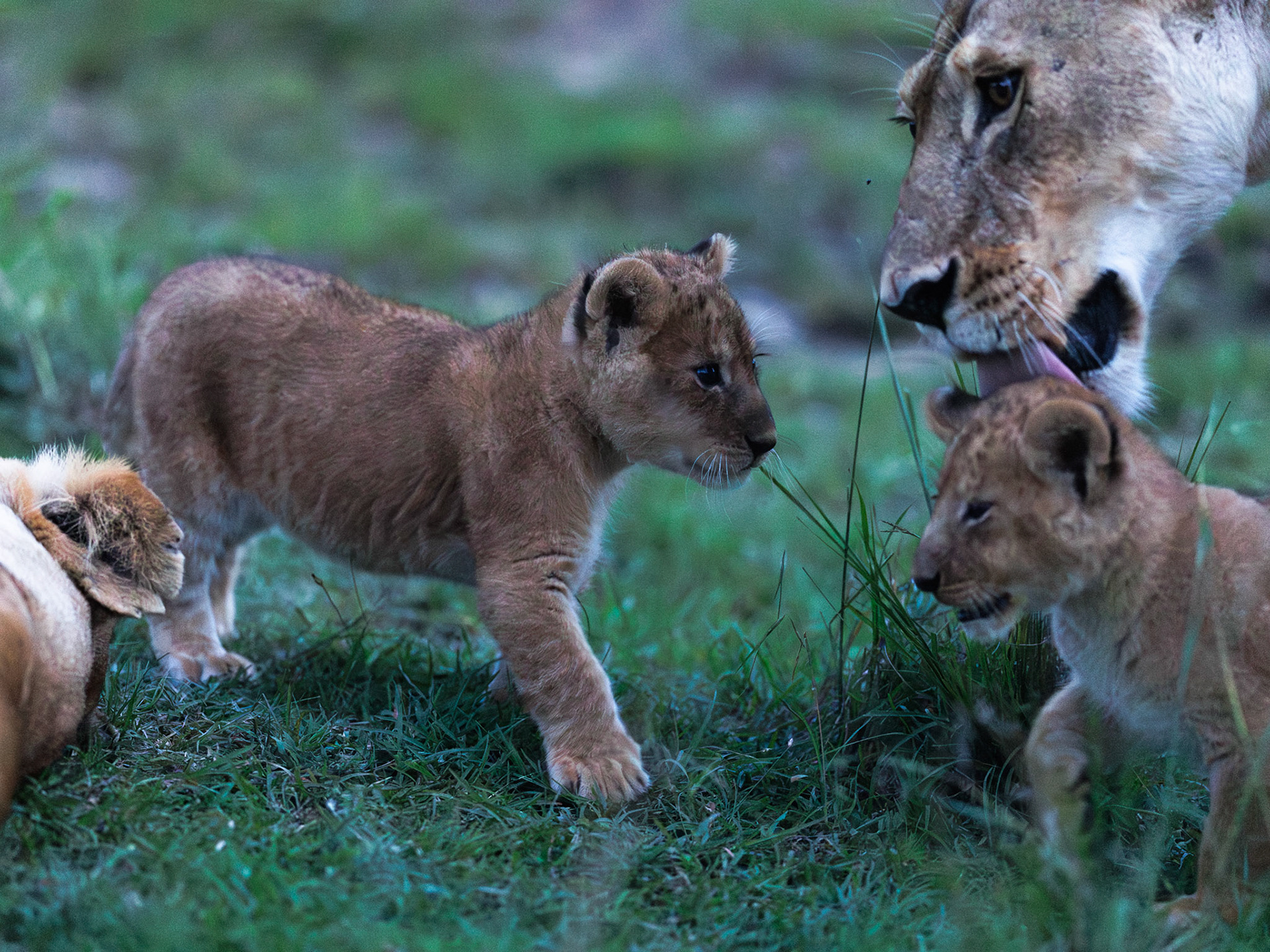 Lions in Masai Mara 2026