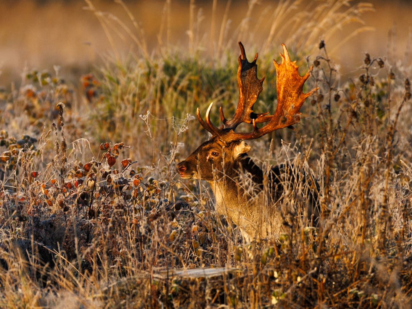 Fallow deer