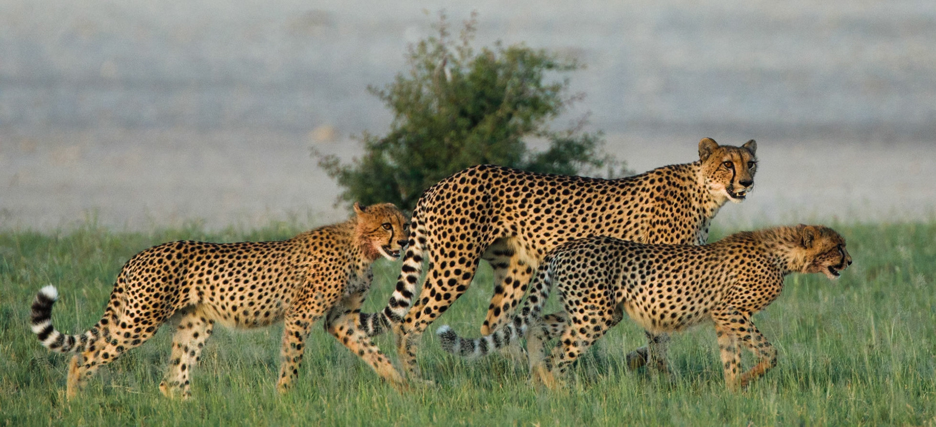 Cheetah
