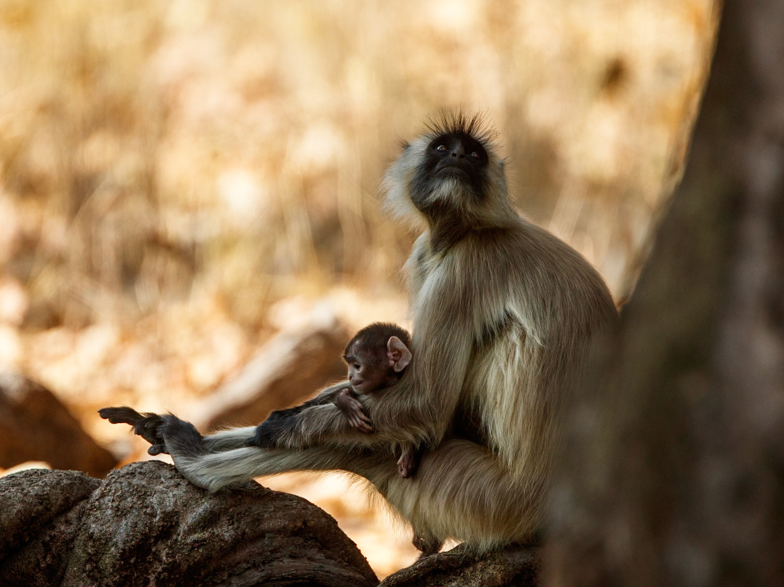 Hanuman Langur