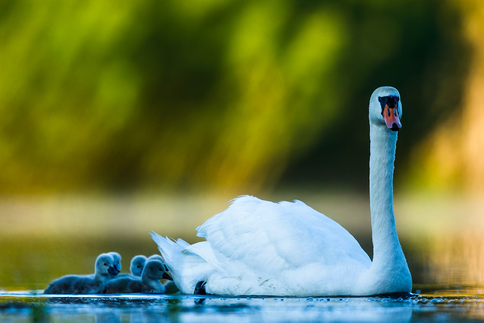 Mute Swan