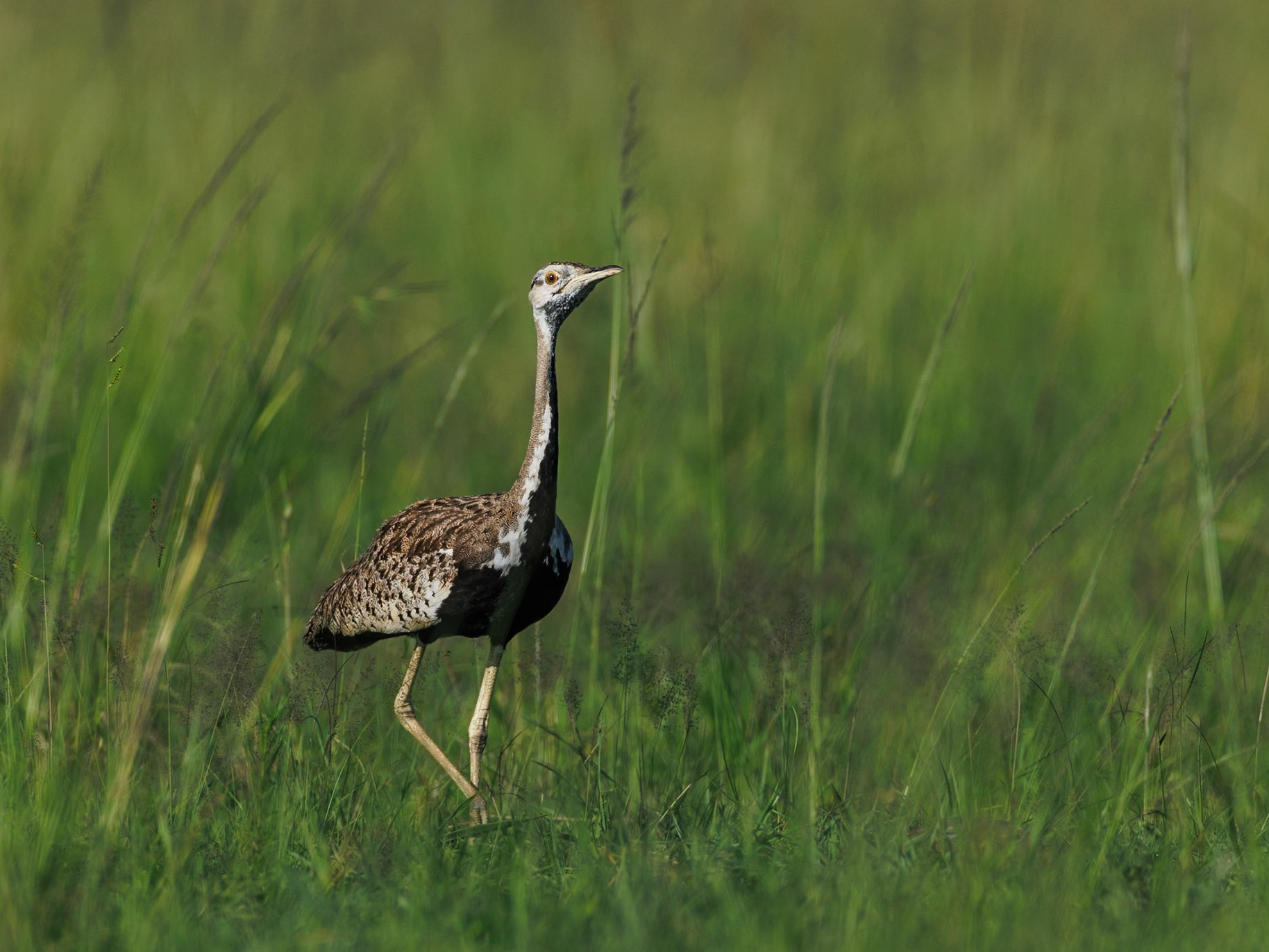 Black-bellied Bustard in Masai Mara 2026