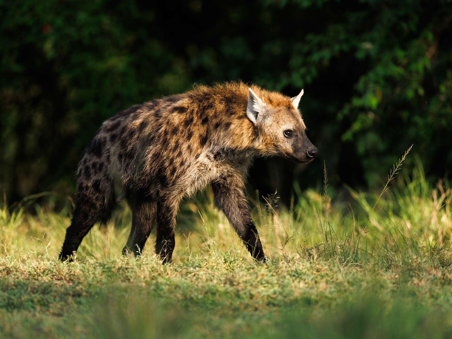 Spotted hyena in Masai Mara 2026