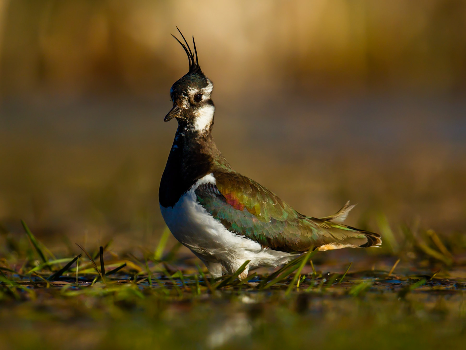 Northern lapwing