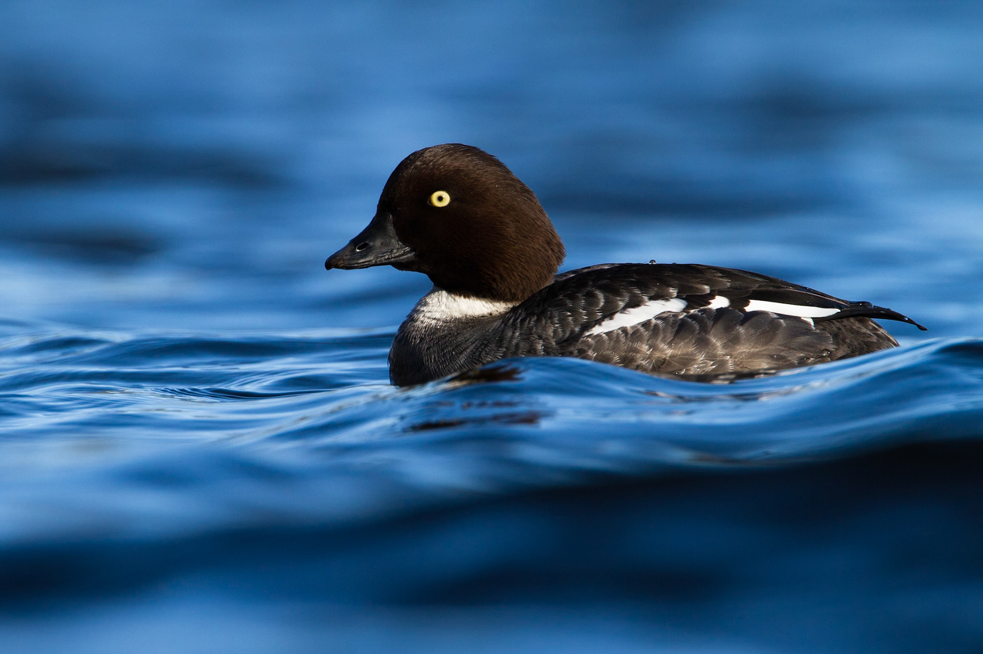Common Goldeneye