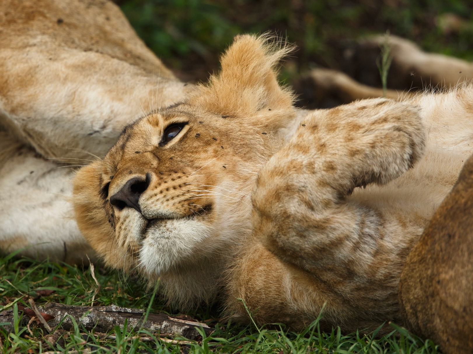 Lion in Masai Mara 2014