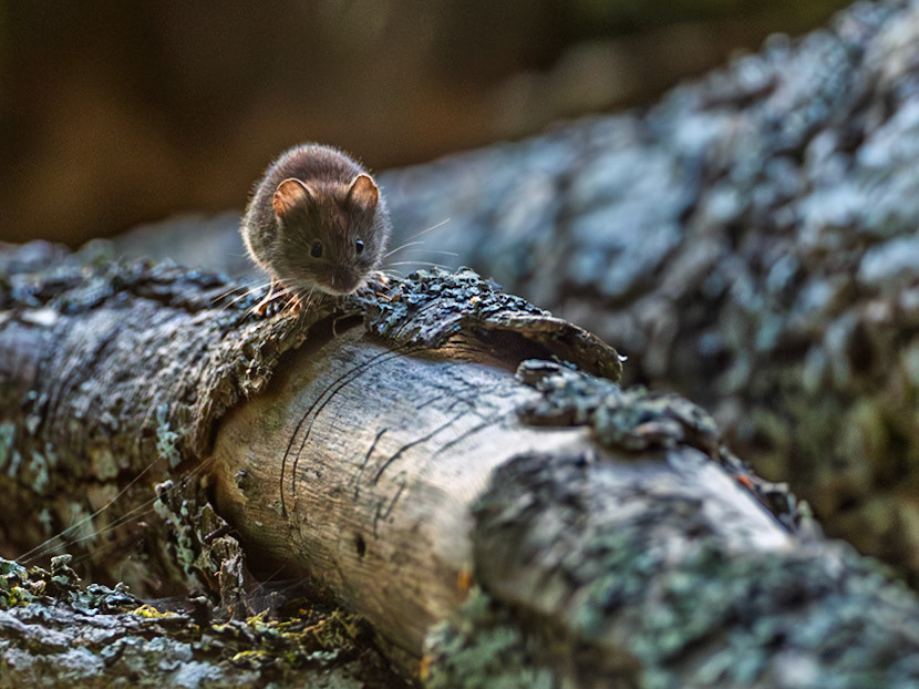 Forest Vole