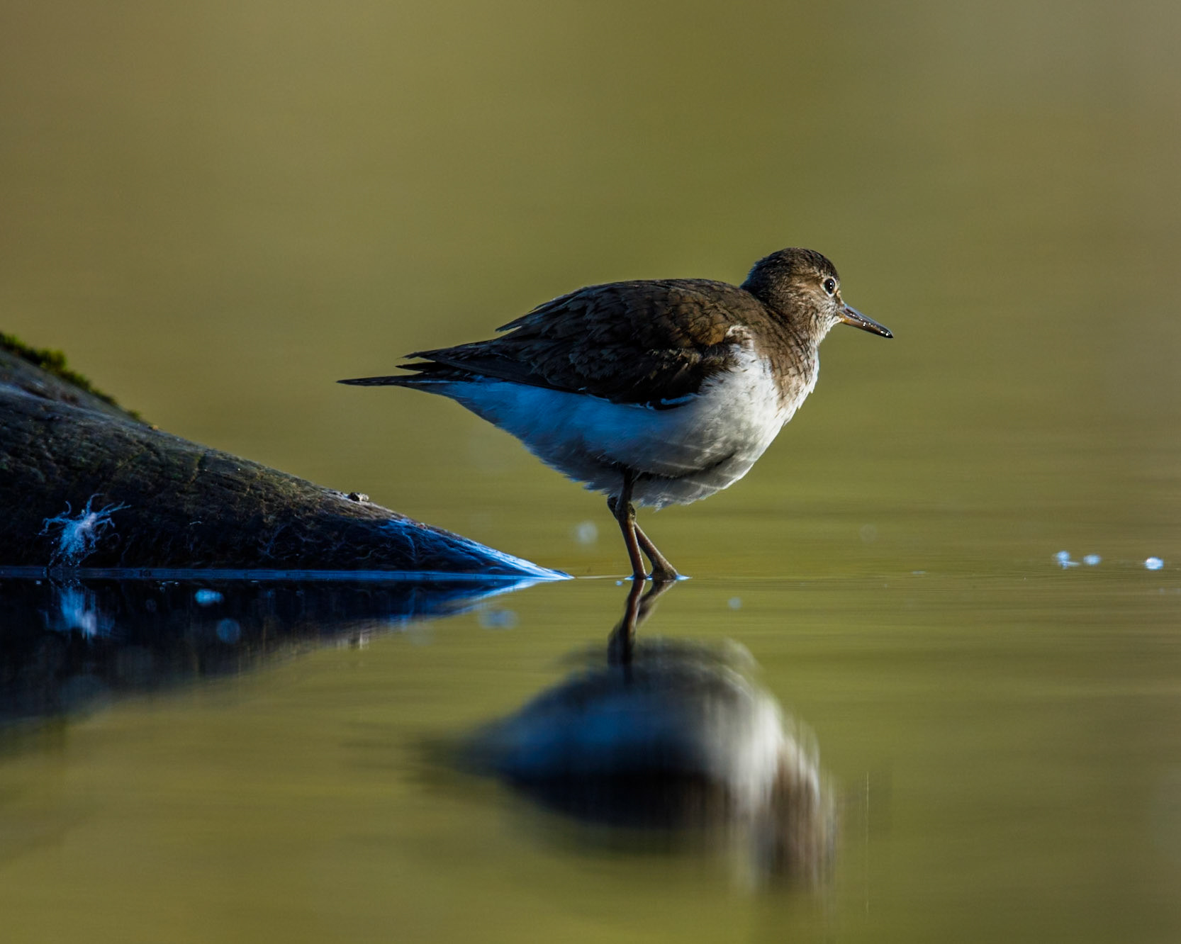 Common Sandpiper