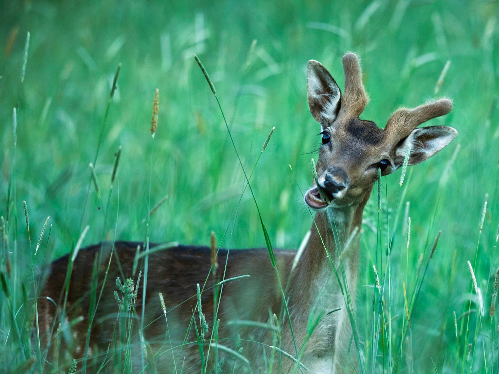 Fallow Deer
