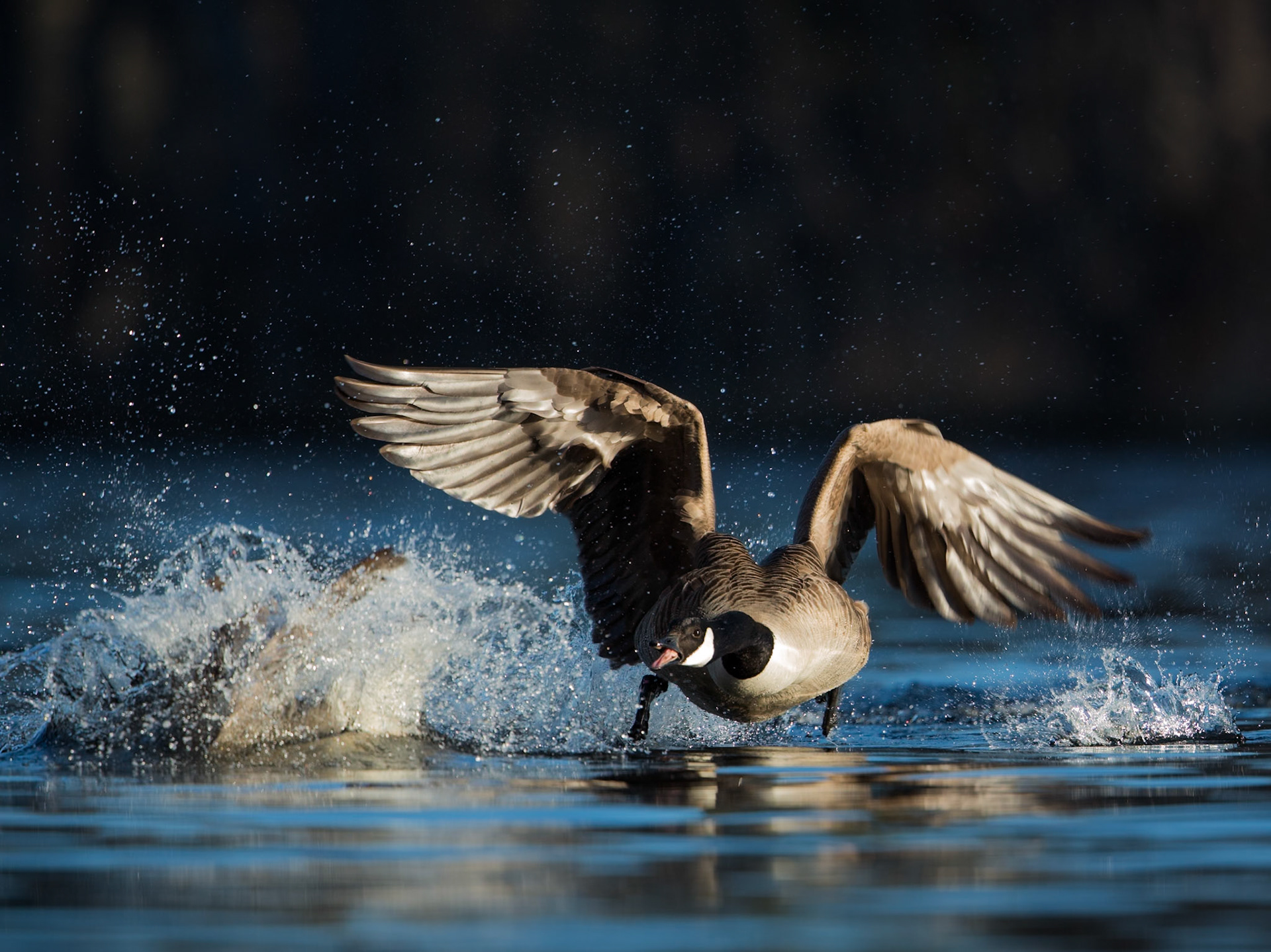 Canada Goose