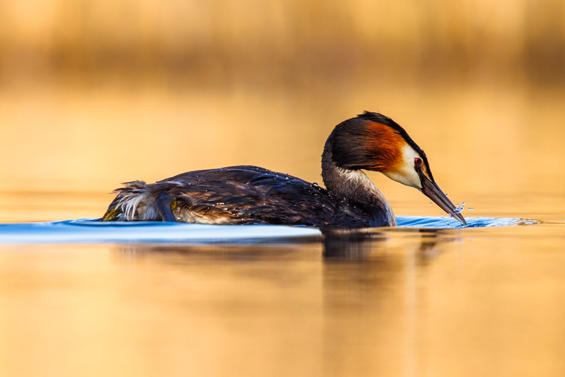 Great Crested Grebe