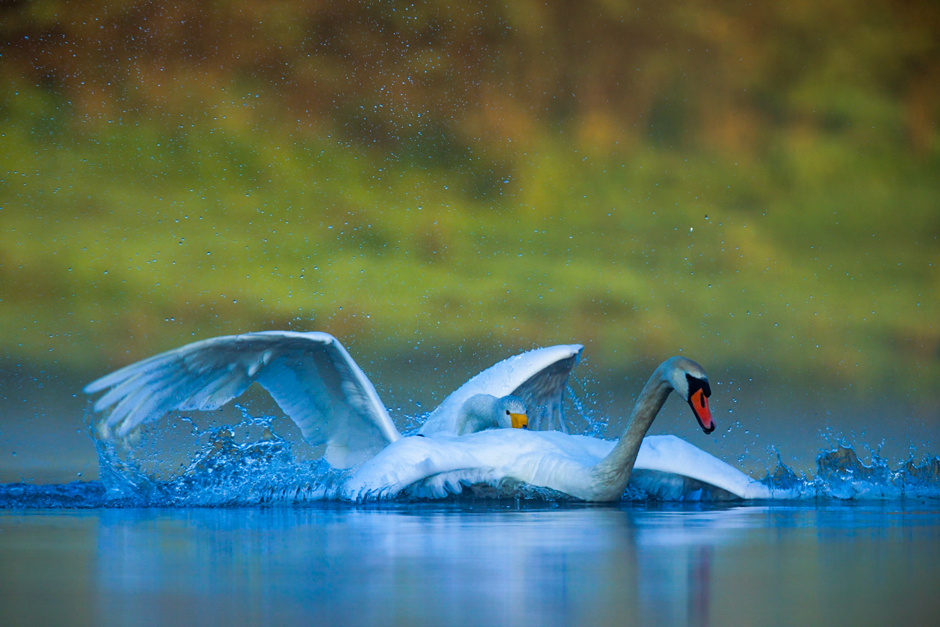 Mute Swan / Whooper Swan