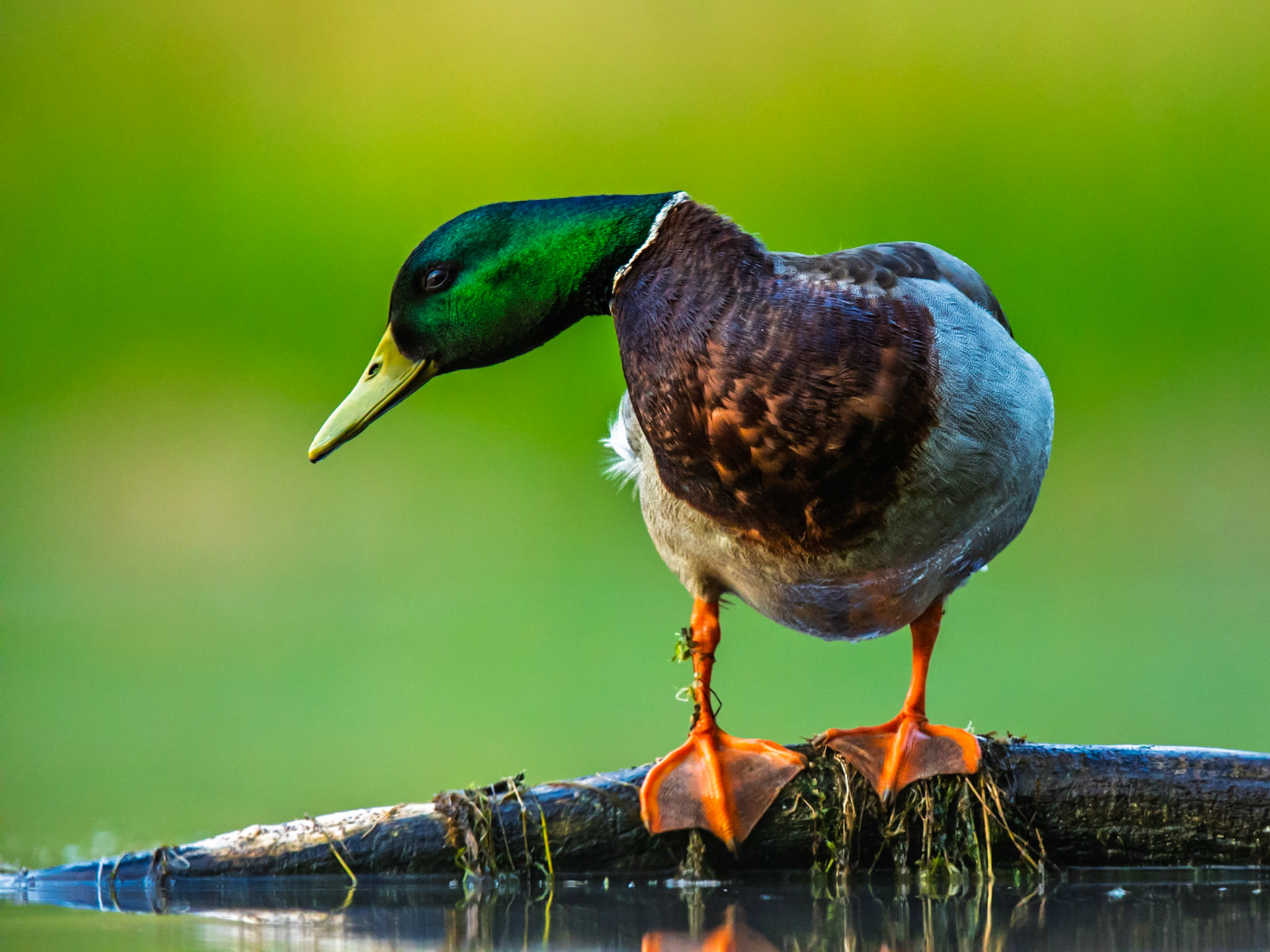 Mallard