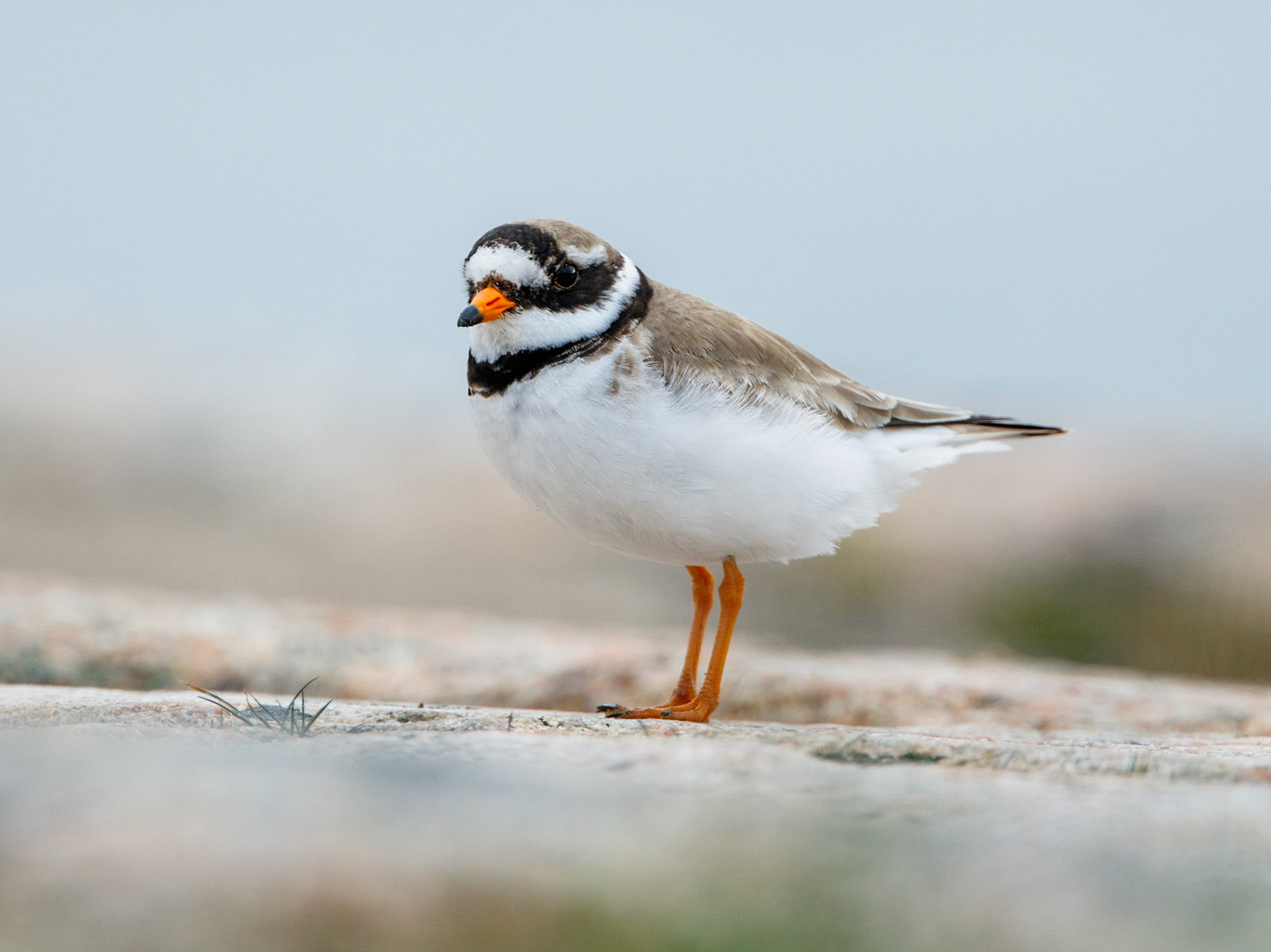 Ringed Plover