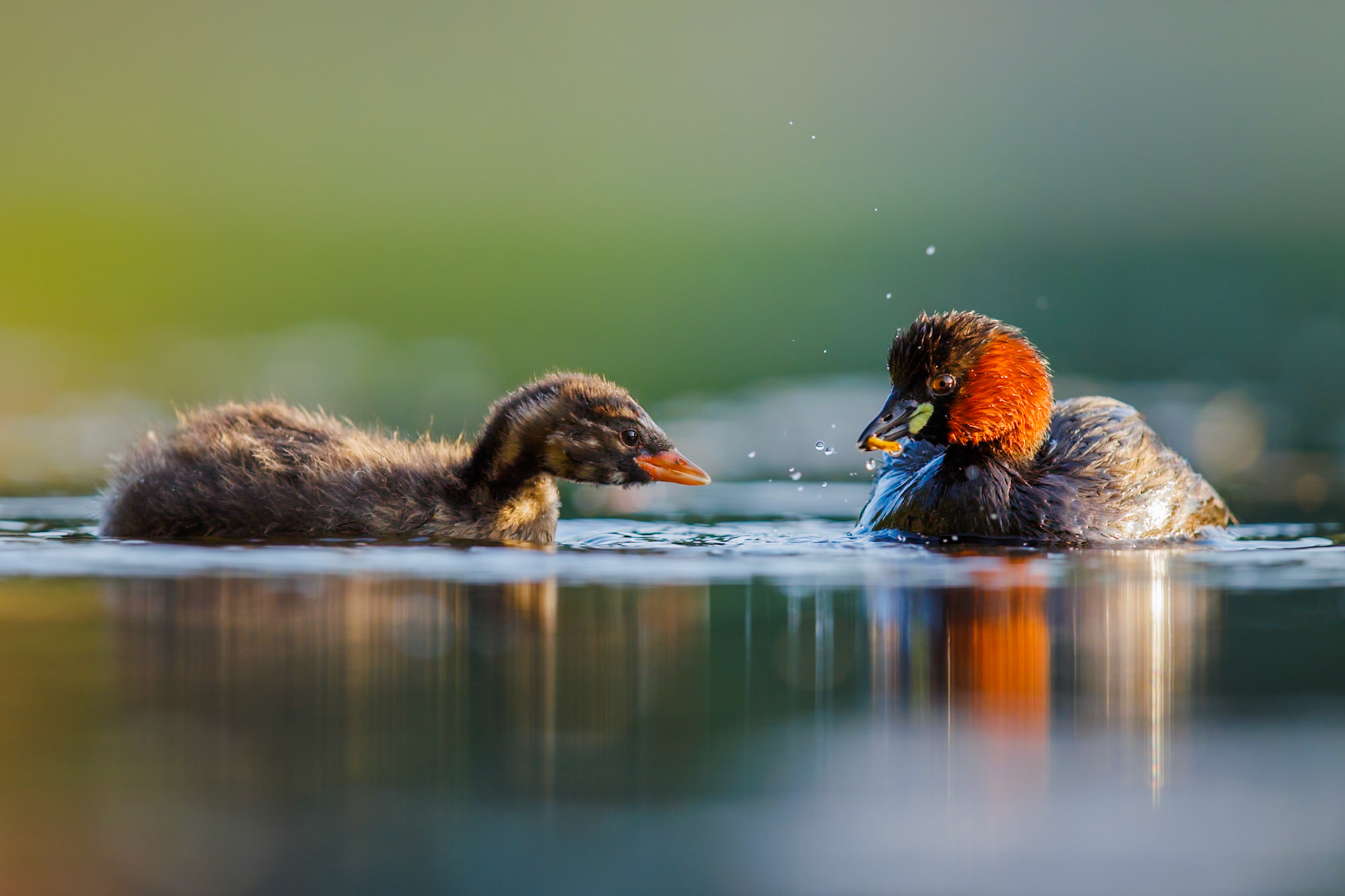 Little Grebe