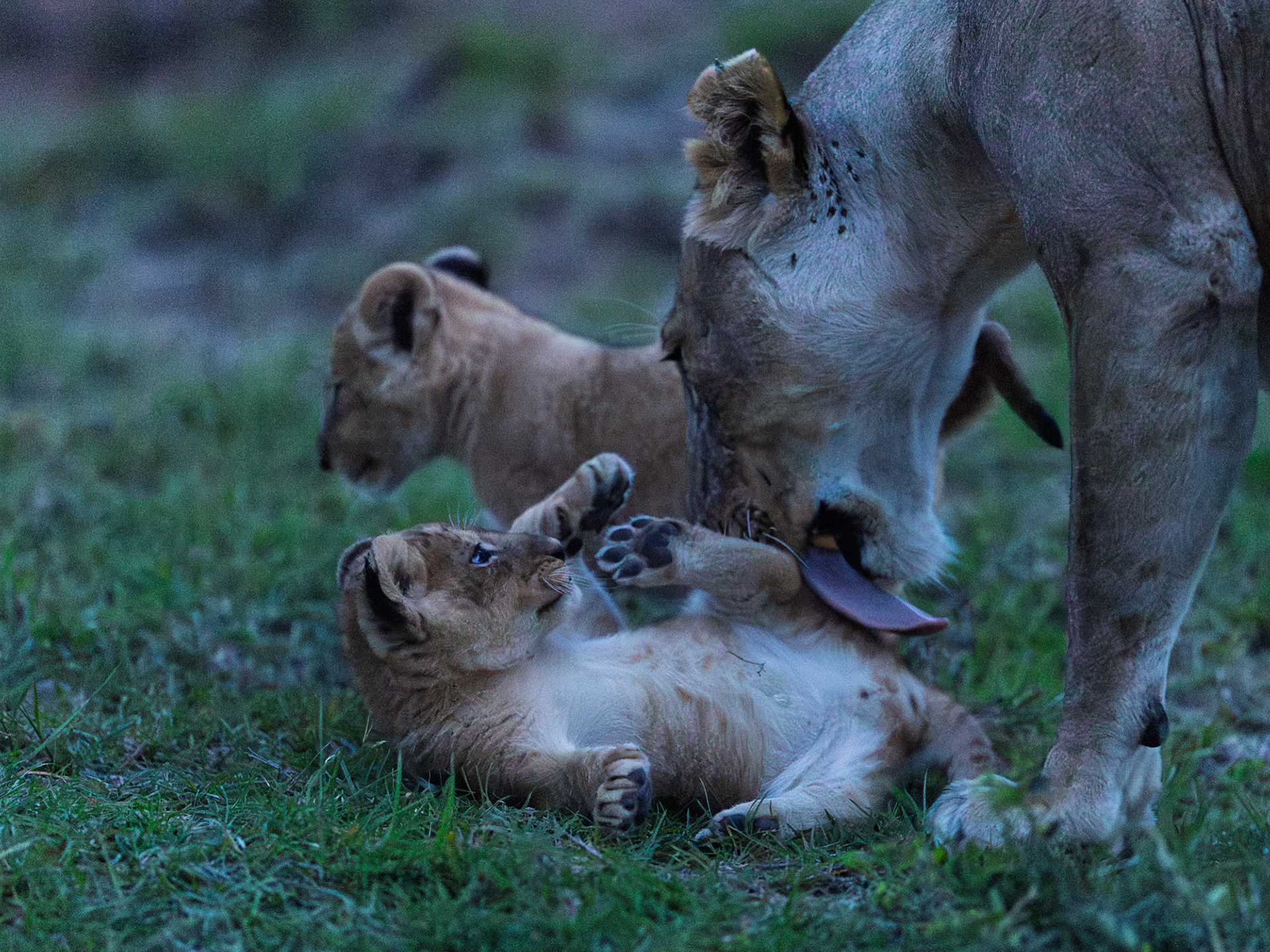 Lions in Masai Mara 2026