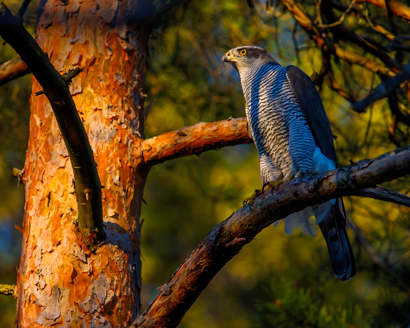 Northern Goshawk
