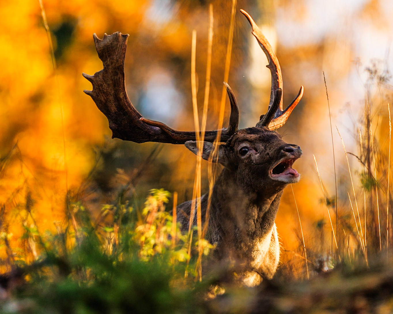 Fallow deer