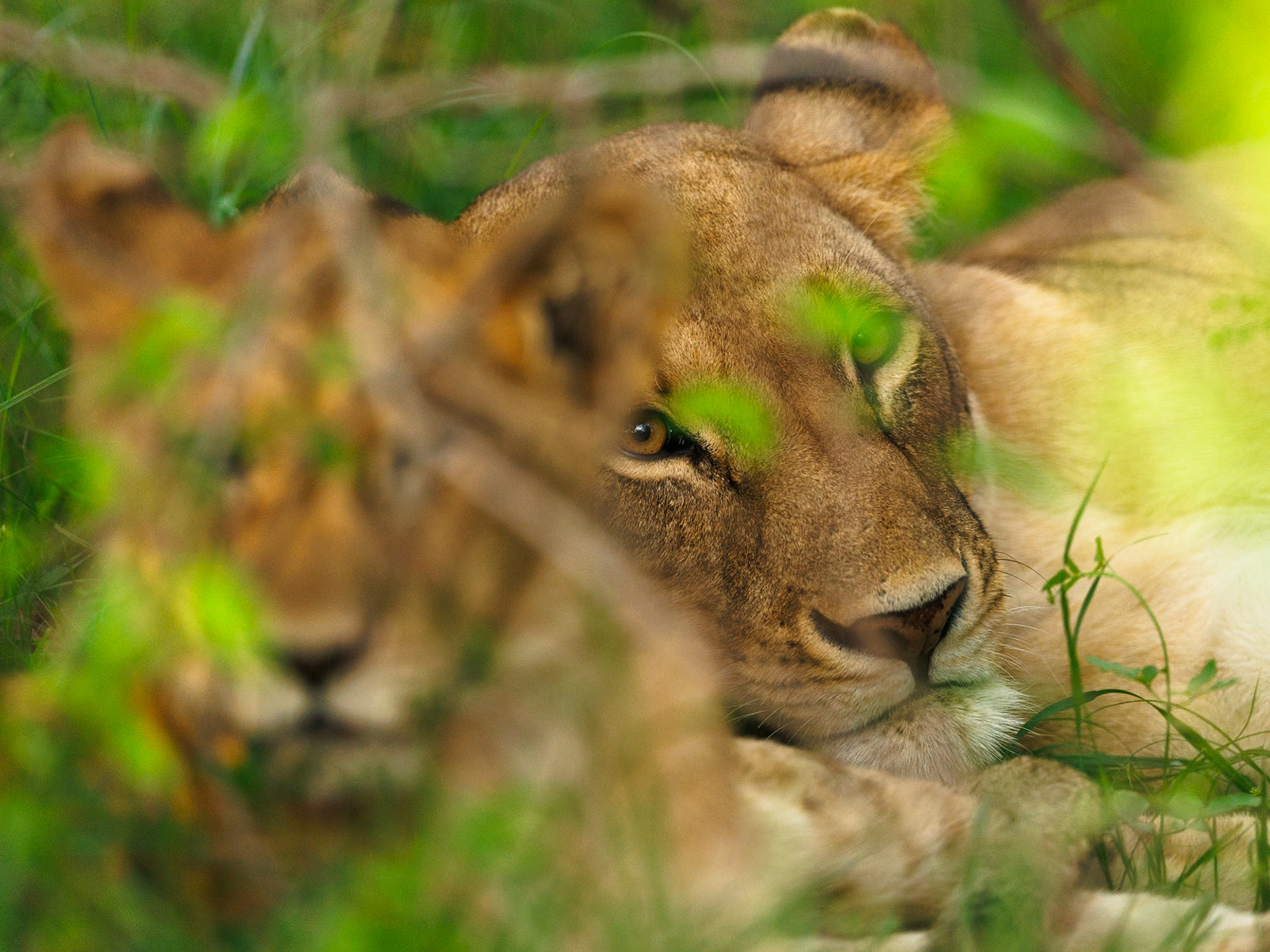 Lions in Masai Mara 2026