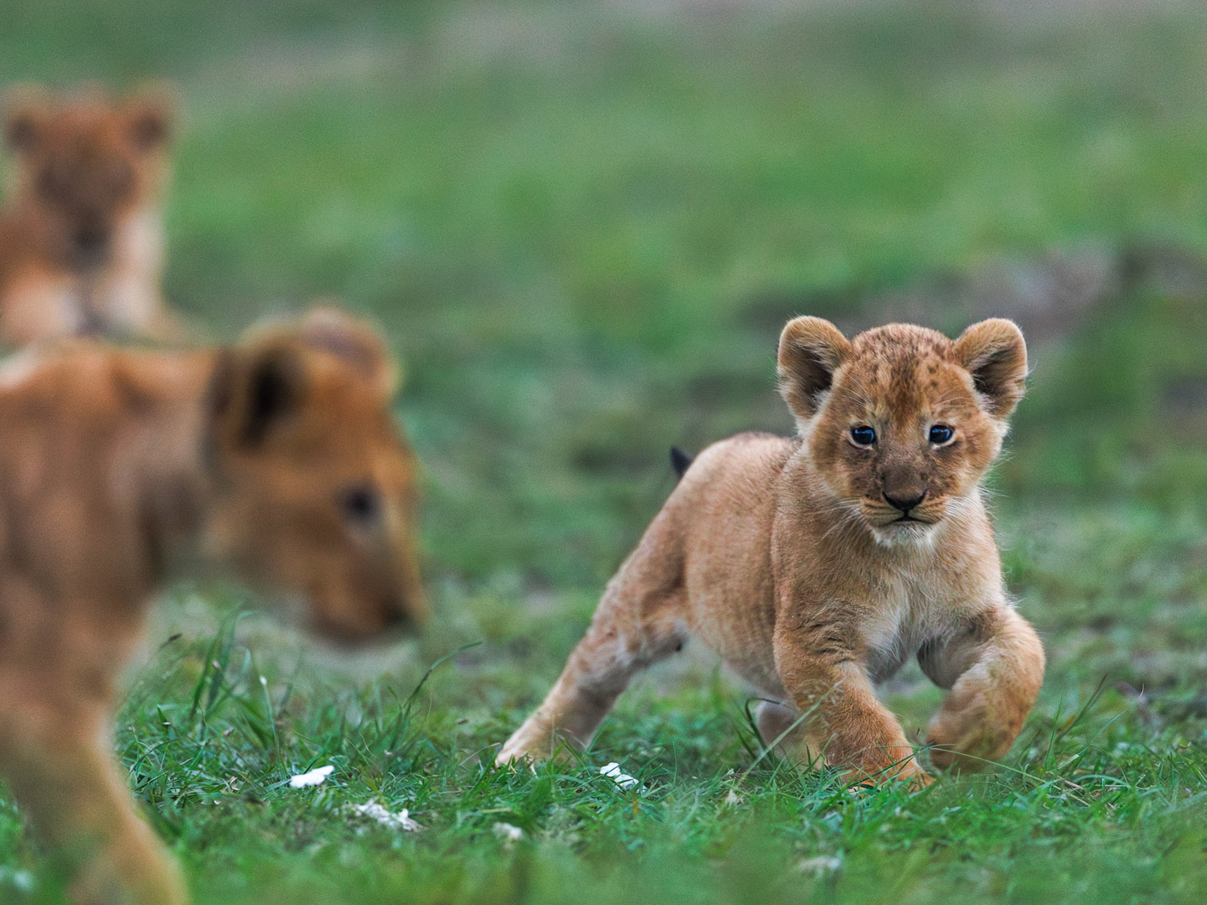 Lions in Masai Mara 2026