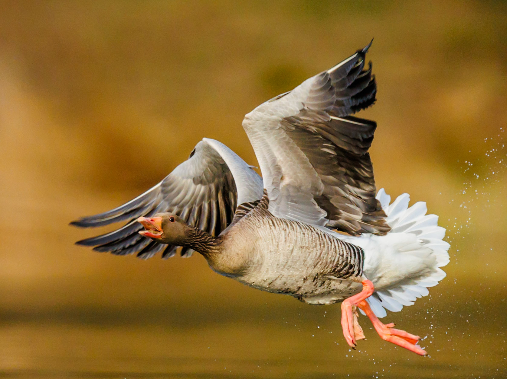 Greylag Goose