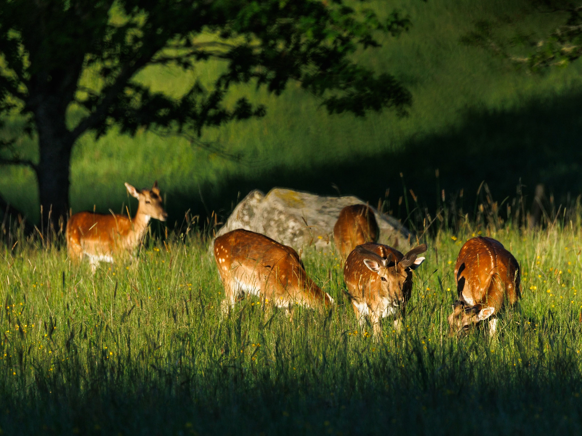 Fallow deer