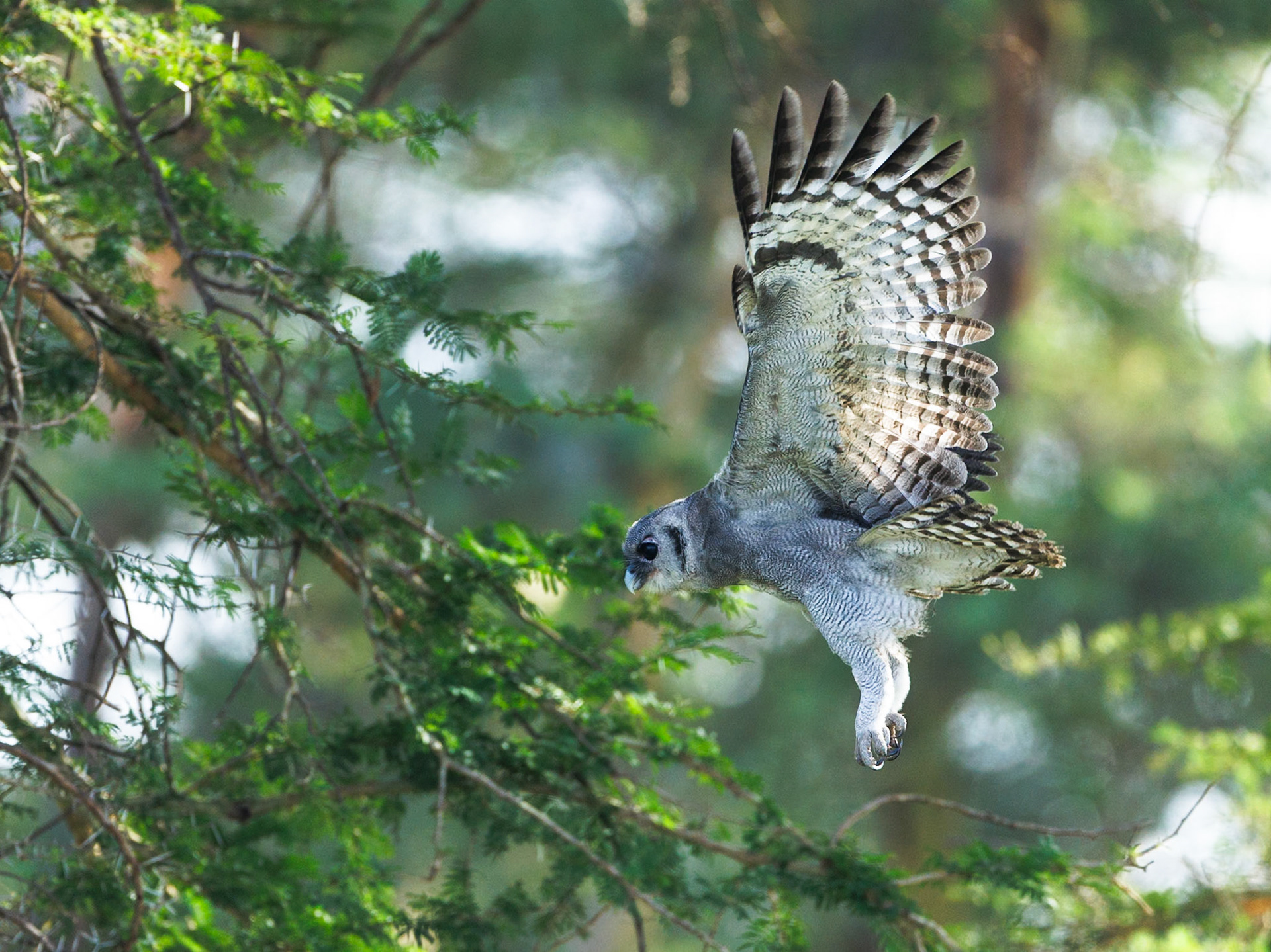 Verreaux's eagle owl in Amboseli 2026